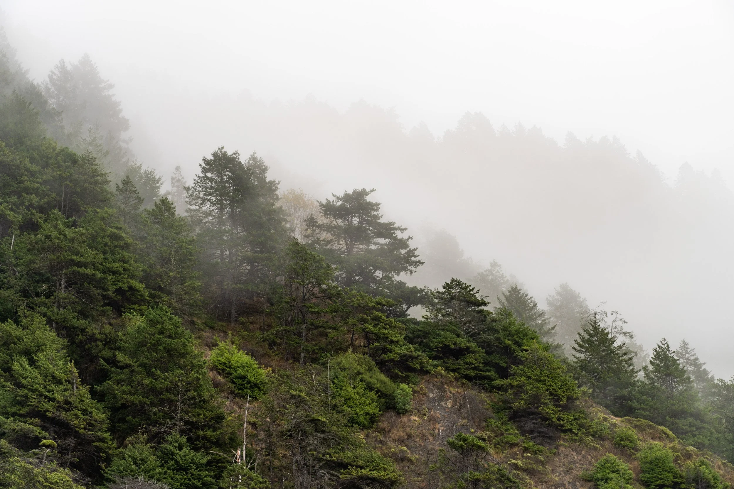 The Lost Coast Fog