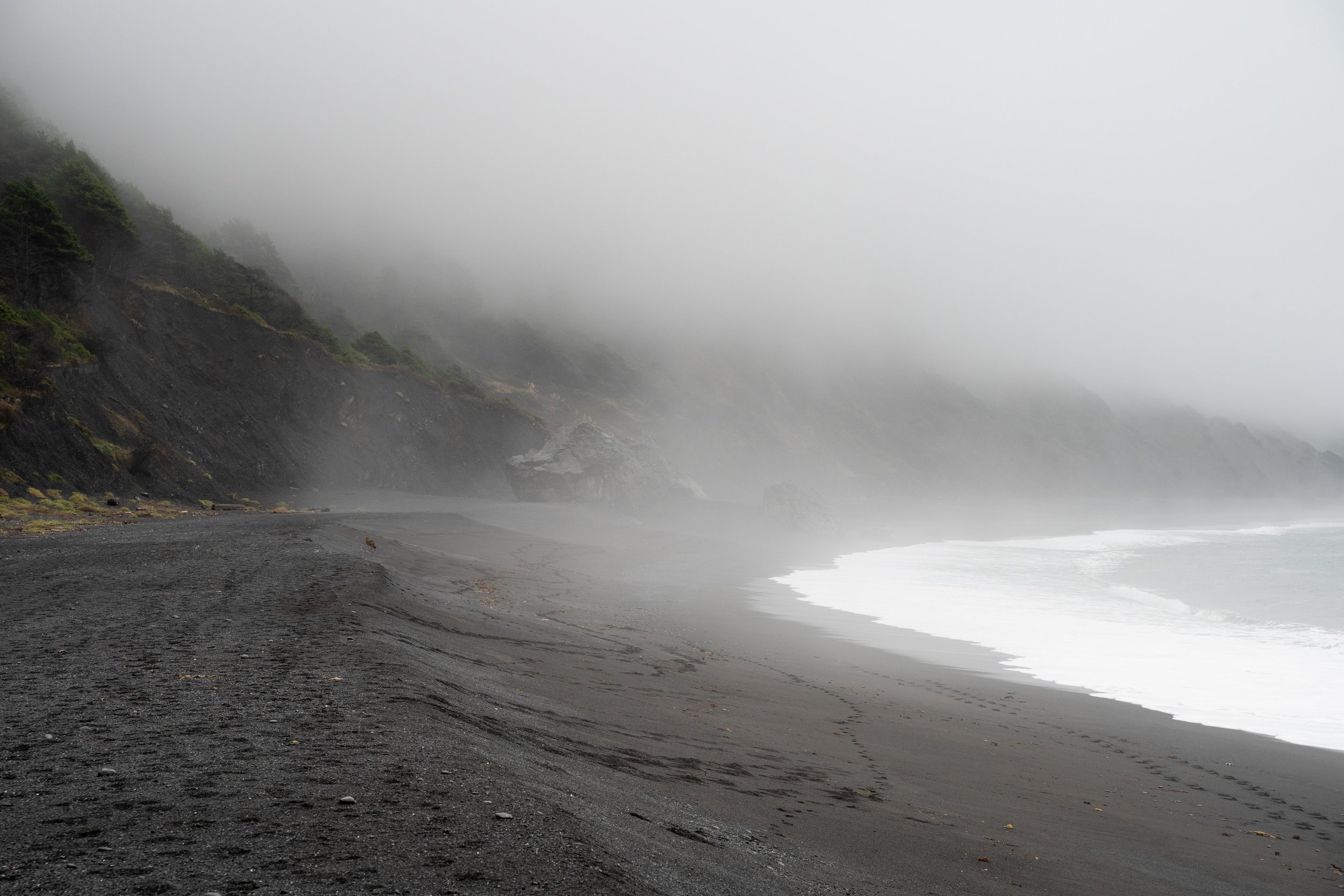 The Lost Coast Coyote