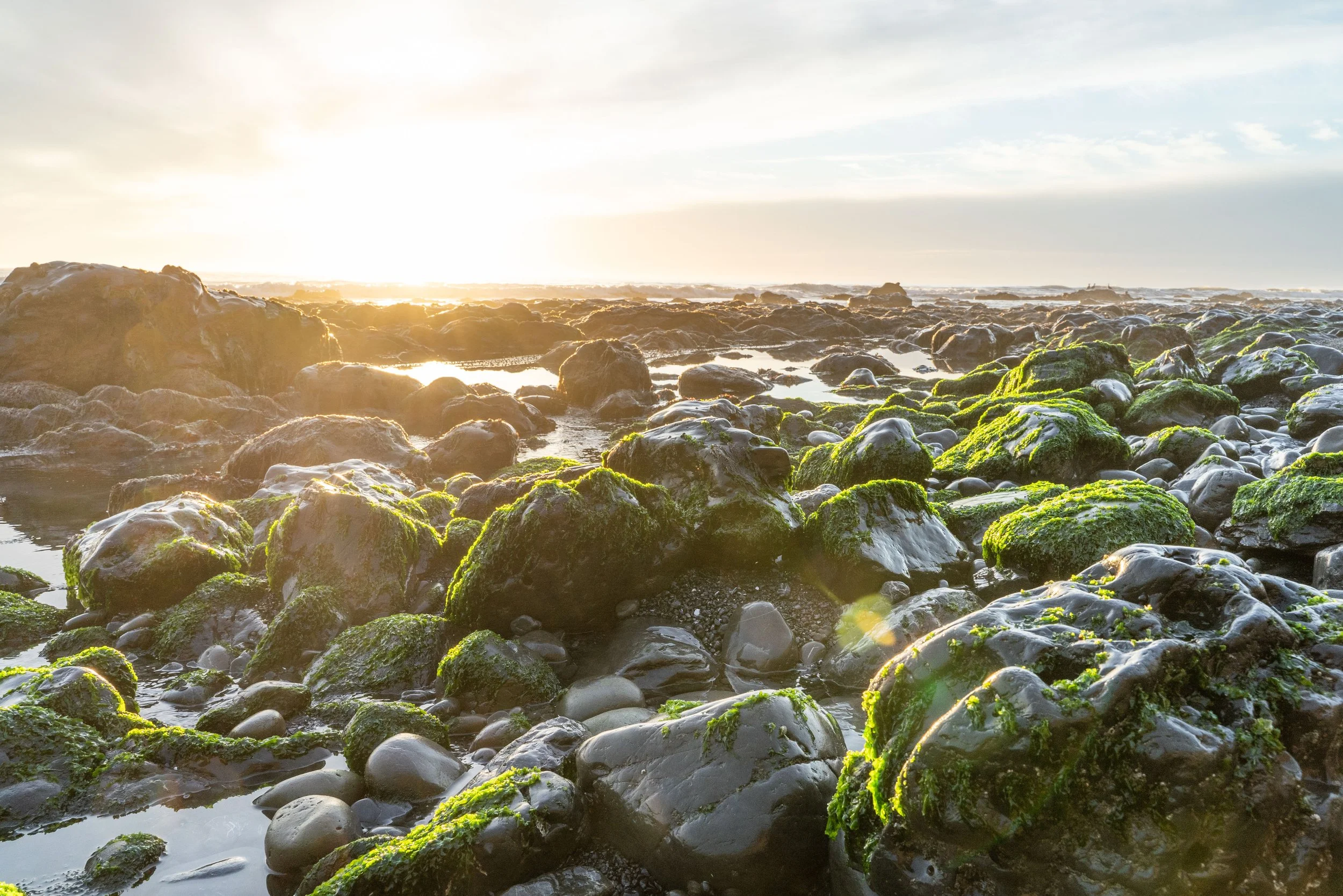 The Lost Coast Seaweed Sunset