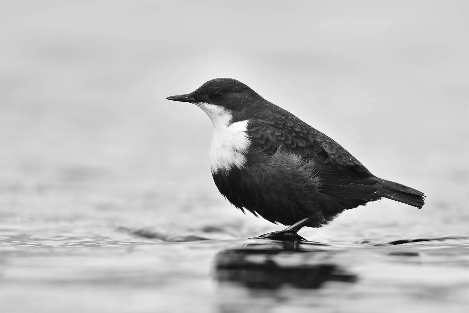 New Naragonia single ‘Gozar’ is out now!