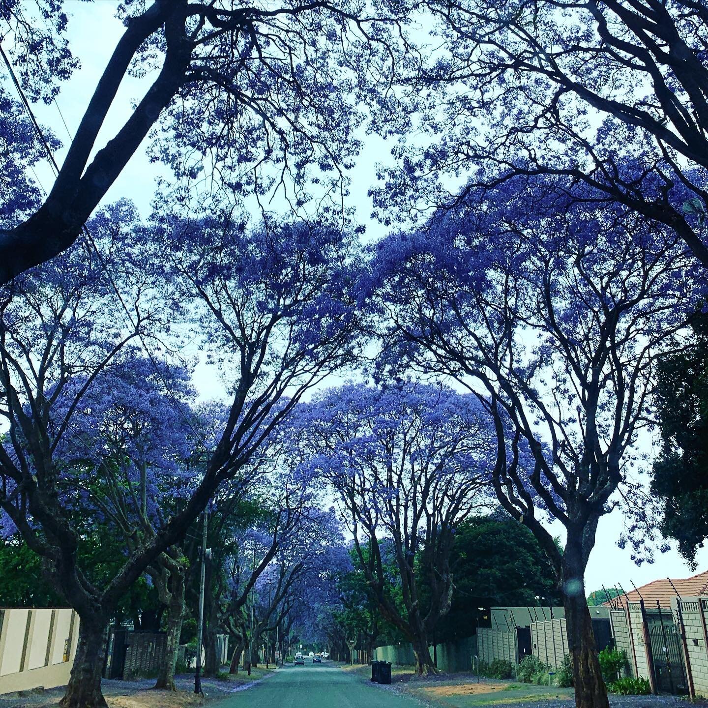 Sipping on a cuppa and crushing hard on these Jacarandas! 
Have you snapped any? #showusyours