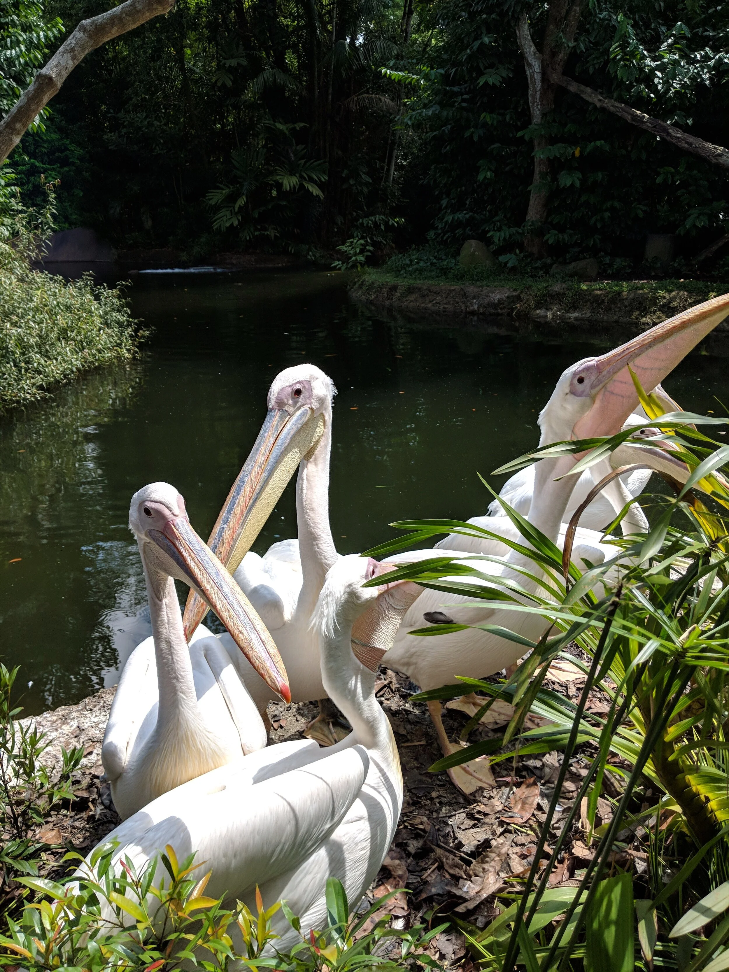 Singapore Zoo
