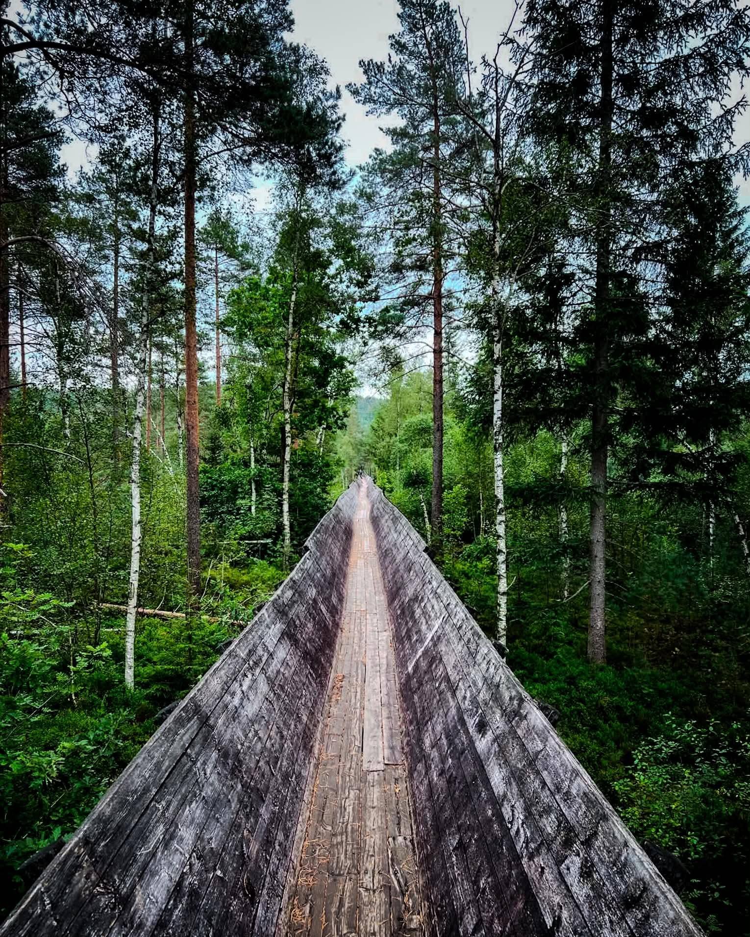 Har du g&aring;tt i T&oslash;mmerrenna i &aring;r? 🌲

#vennesla #t&oslash;mmerrenna #s&oslash;rlandet #friluftsliv #turtips #visitvennesla