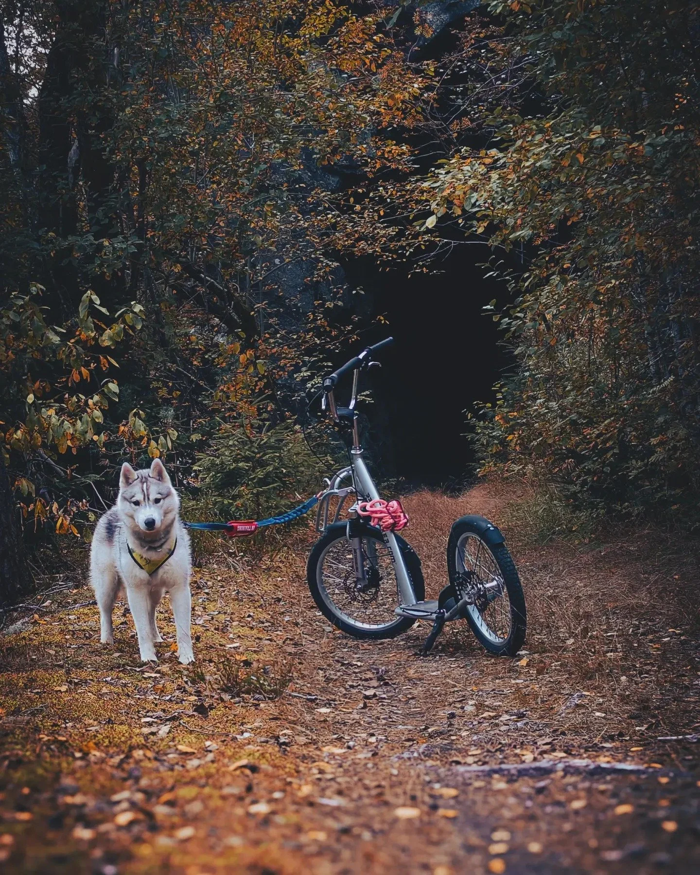 H&oslash;stferie i Vennesla 🍂

Hunden Ylva har v&aelig;rt p&aring; tur i tunnelene mellom R&oslash;yknes og Nomeland. N&aring; er h&oslash;sten her, s&aring; kom dere ut og ta fine bilder fra Vennesla!

Flere turtips finner du p&aring; visitvennesla