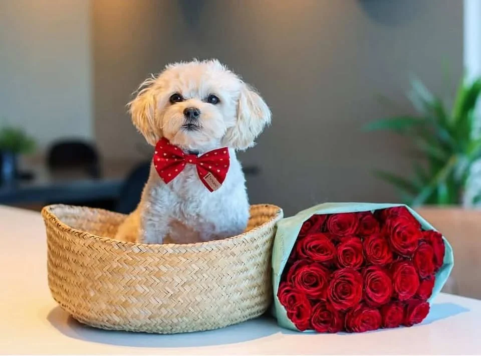 Kjærlighet på fire poter hos Musti Vennesla