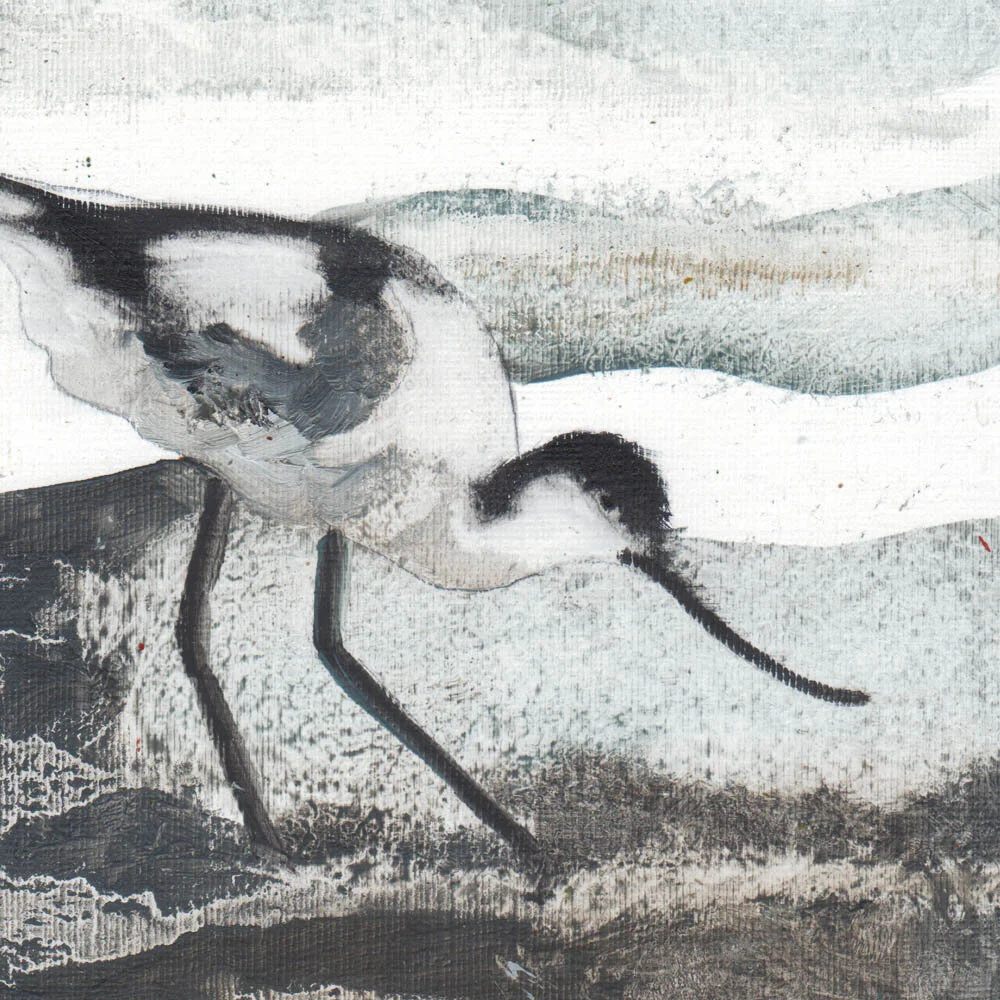 Avocet.jpg