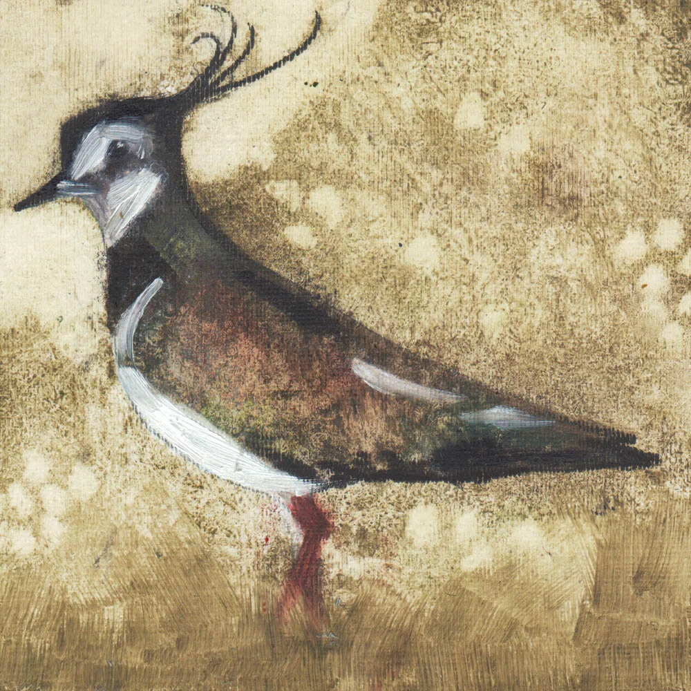 Lapwing.jpg