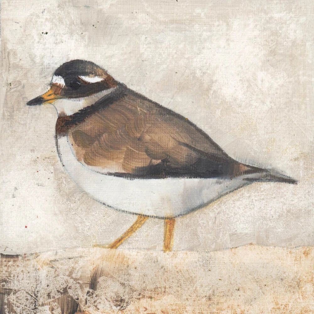 ringed plover.jpg