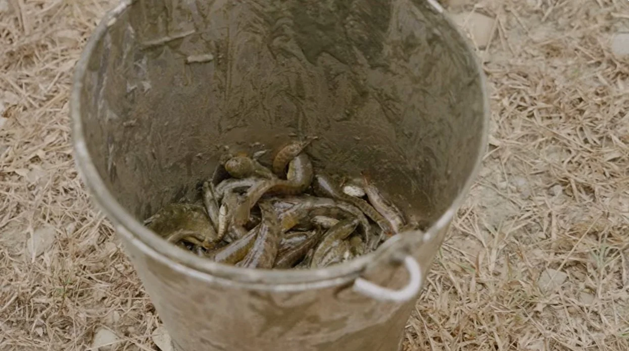 Fish Fall from the Sky