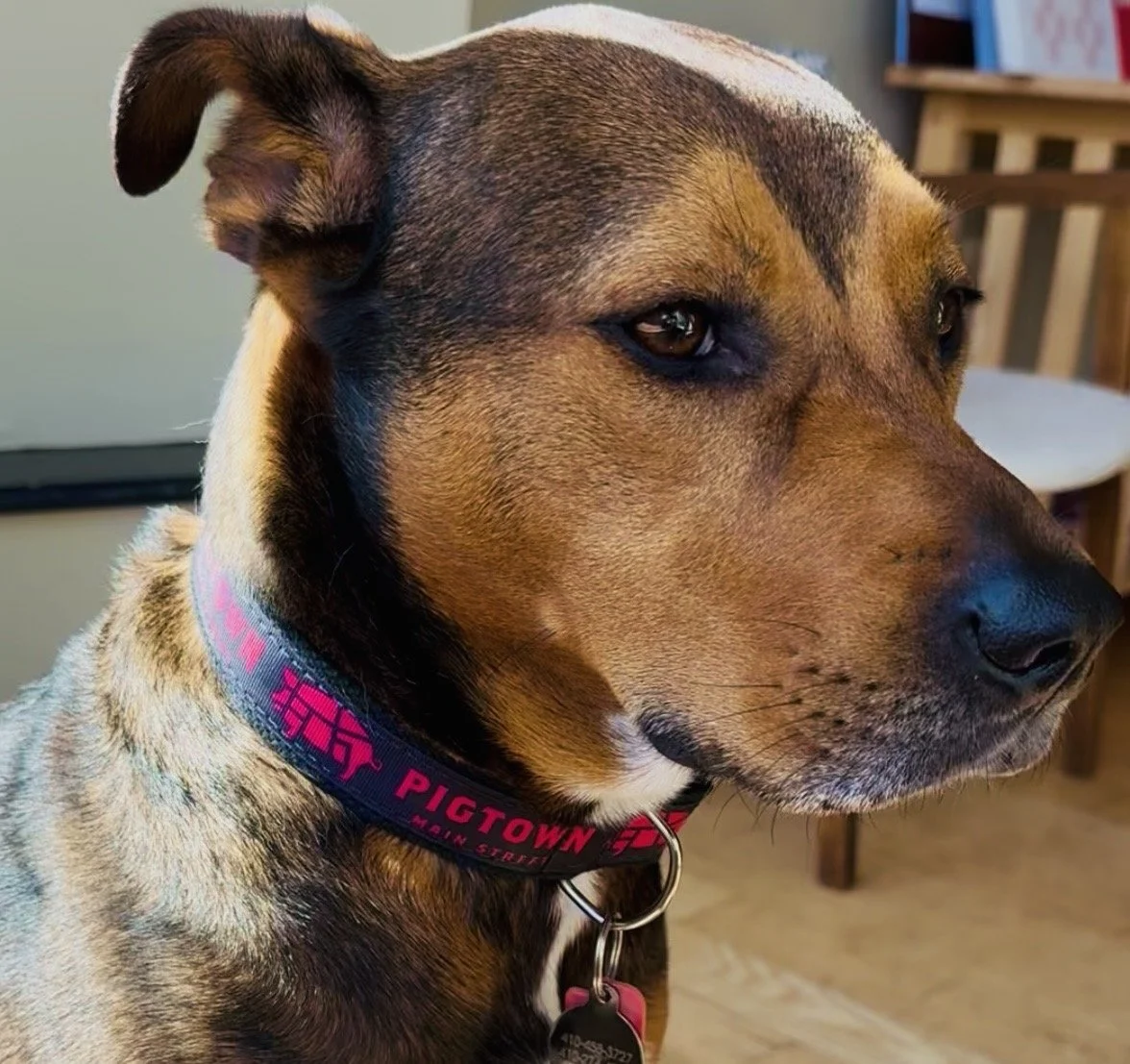 Lg PtMS dog collar (1).jpg