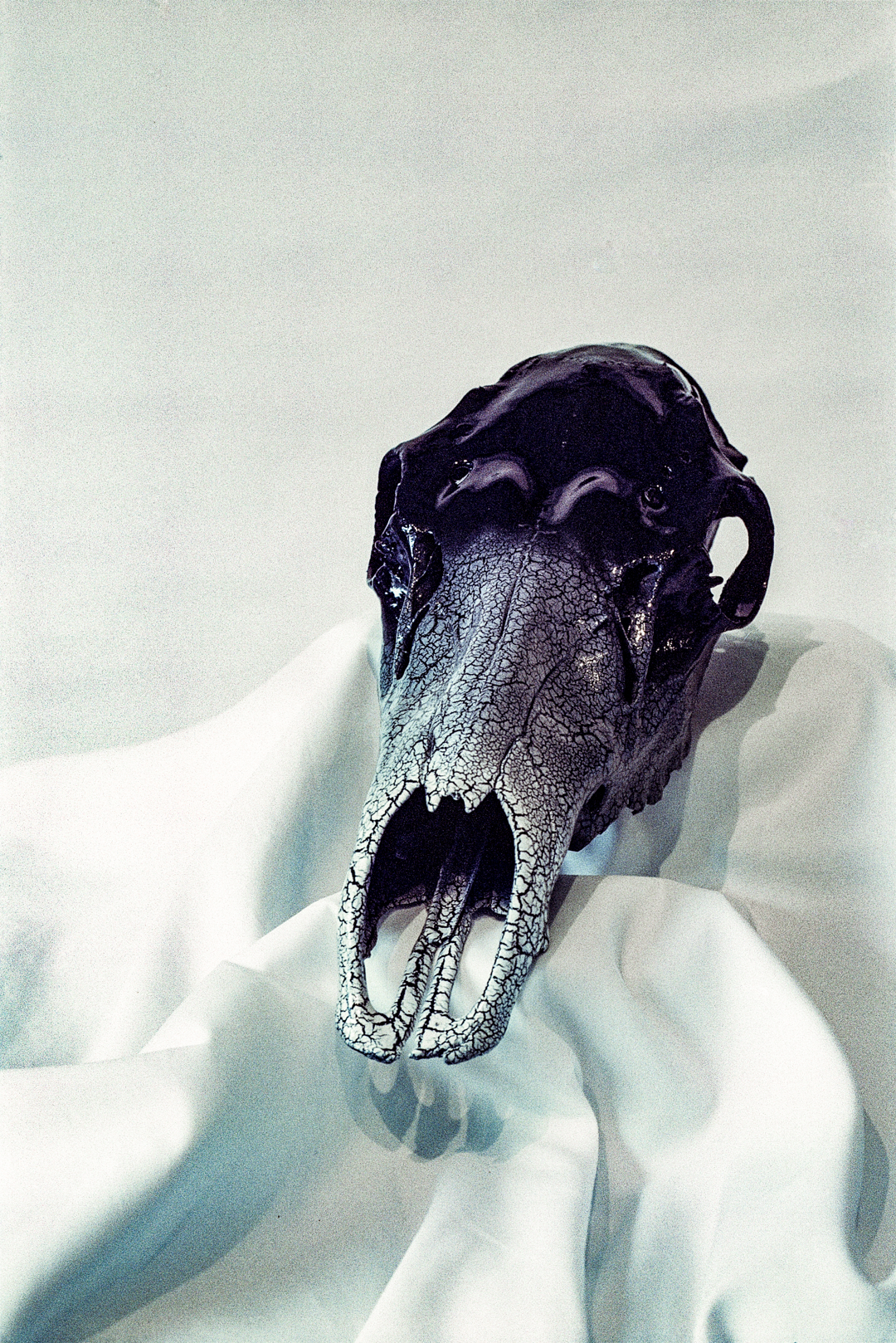 Hagmaier Behavioral Analysis (Mixed Media on Horse Skull)