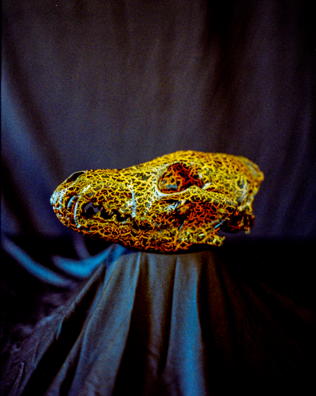 Norwood Park Township (Mixed Media on Coyote Skull)