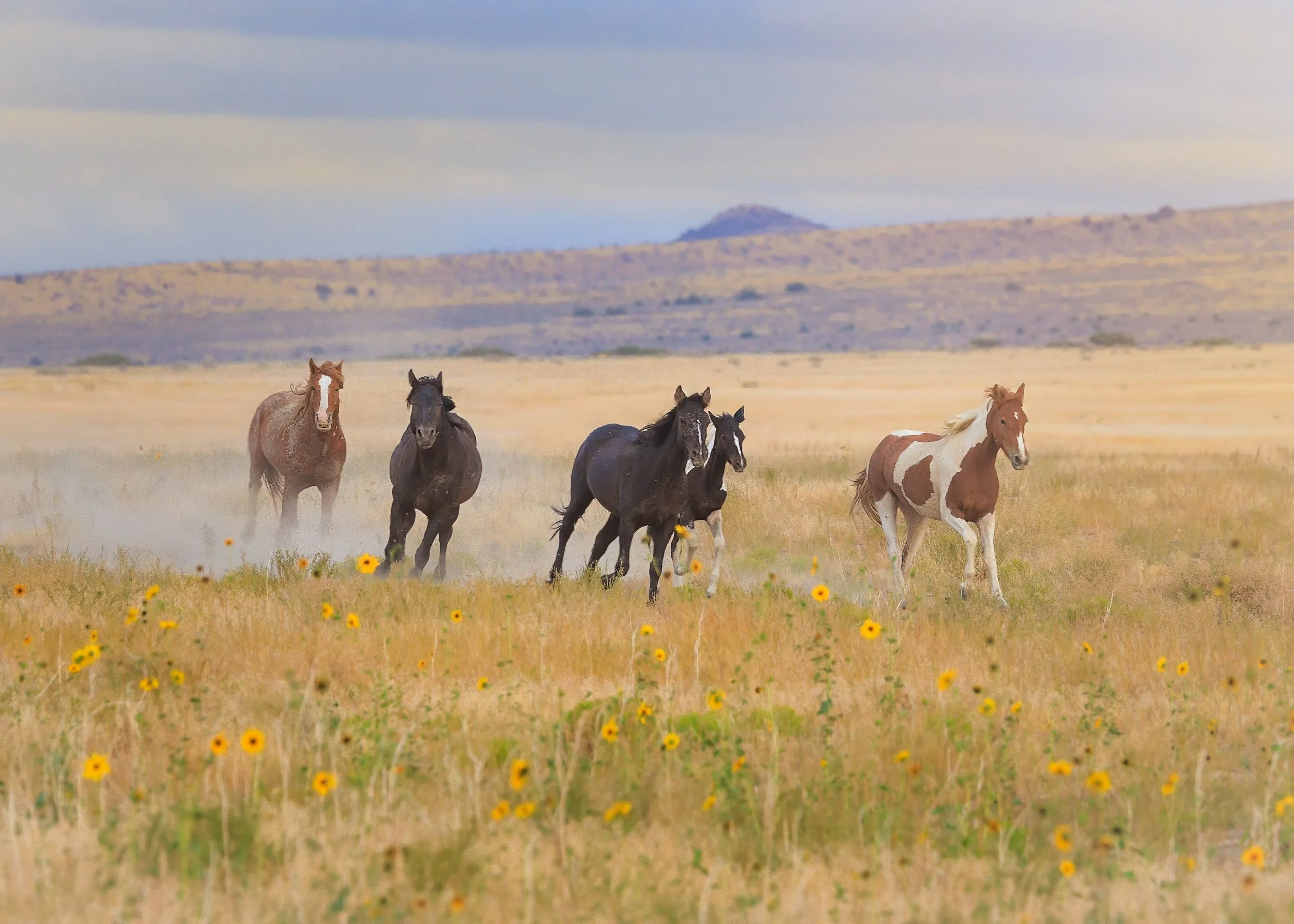 Hoofbeats and Sunflowers