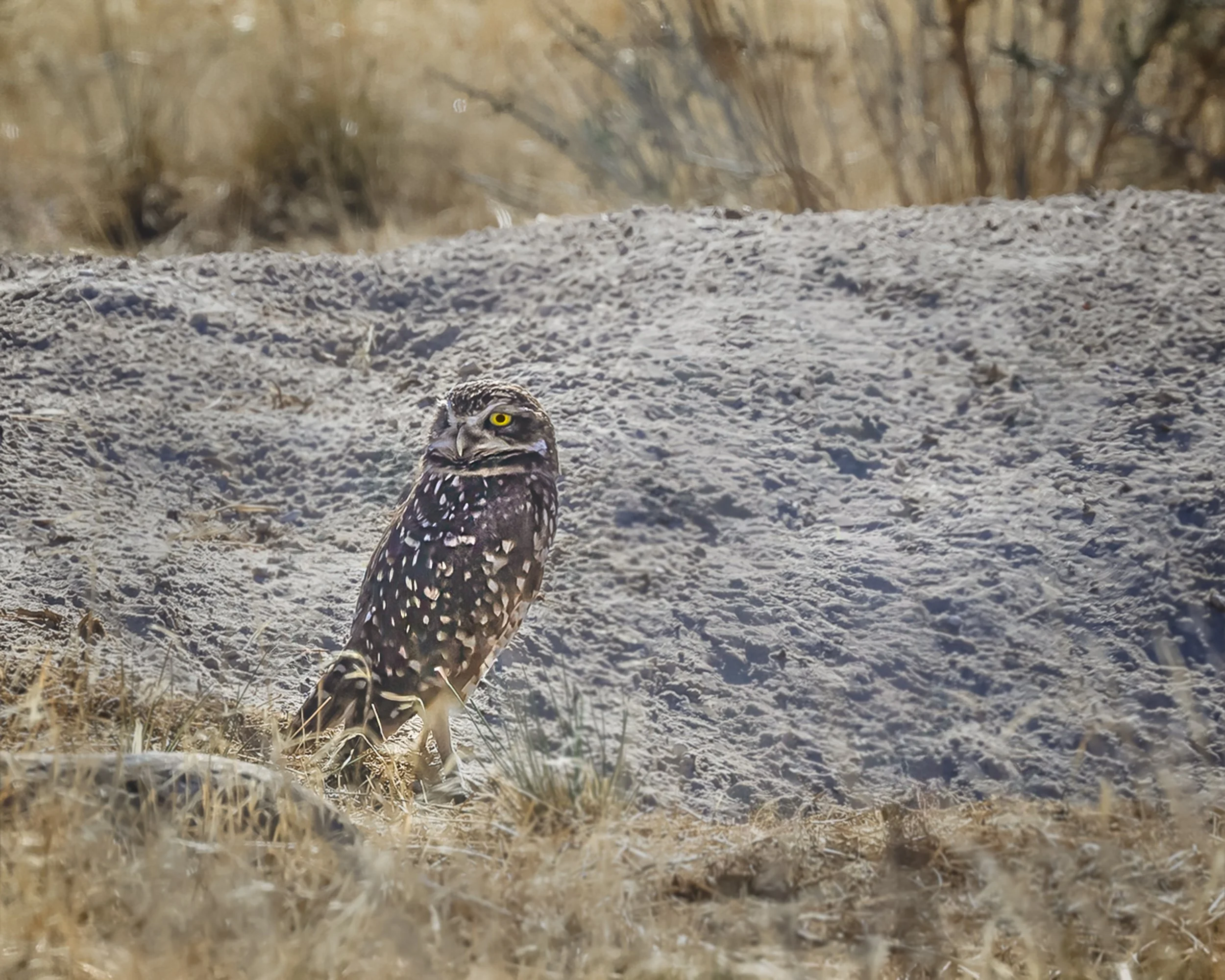 Burrowing Owl in the desert