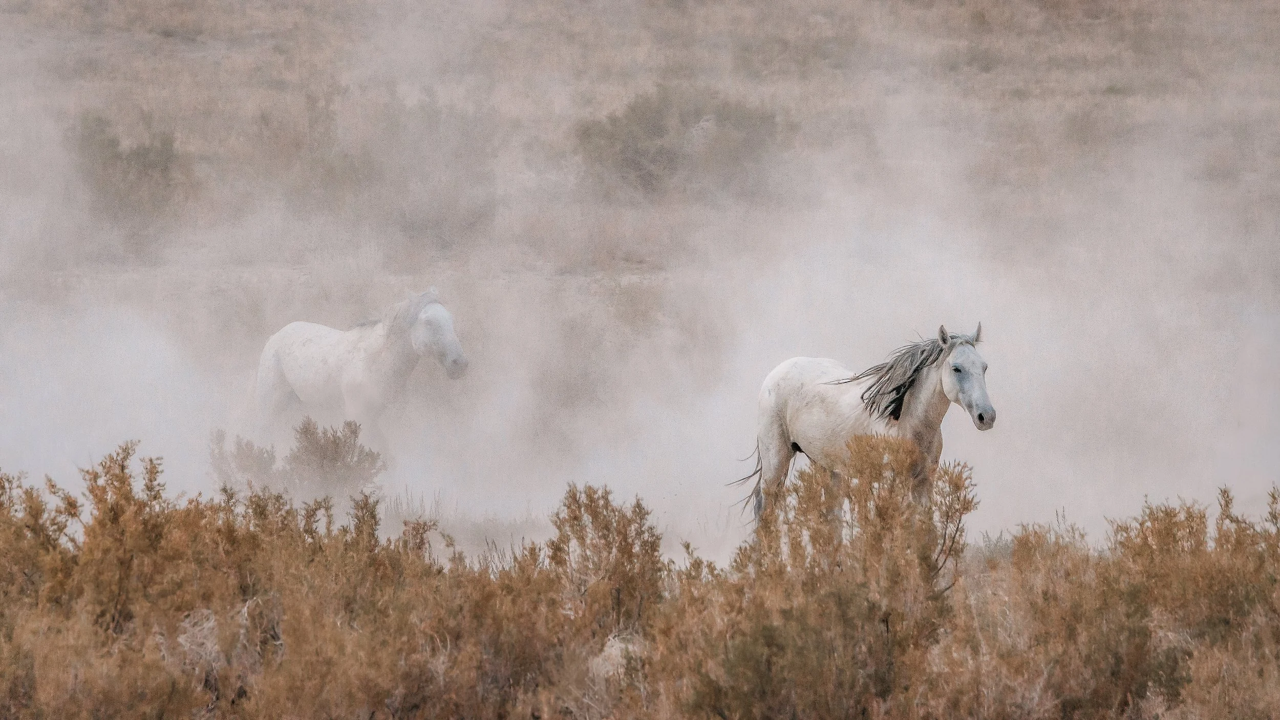 Grey Ghosts - Wild Mustangs of Utah