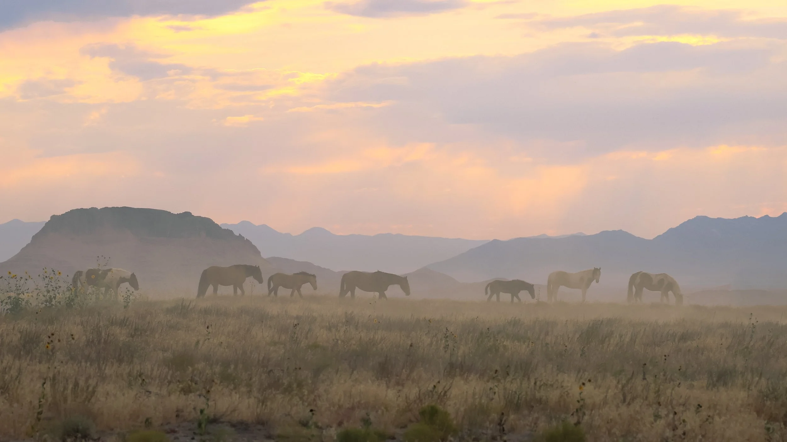 Echoes of Twilight - Wild Mustangs of Utah
