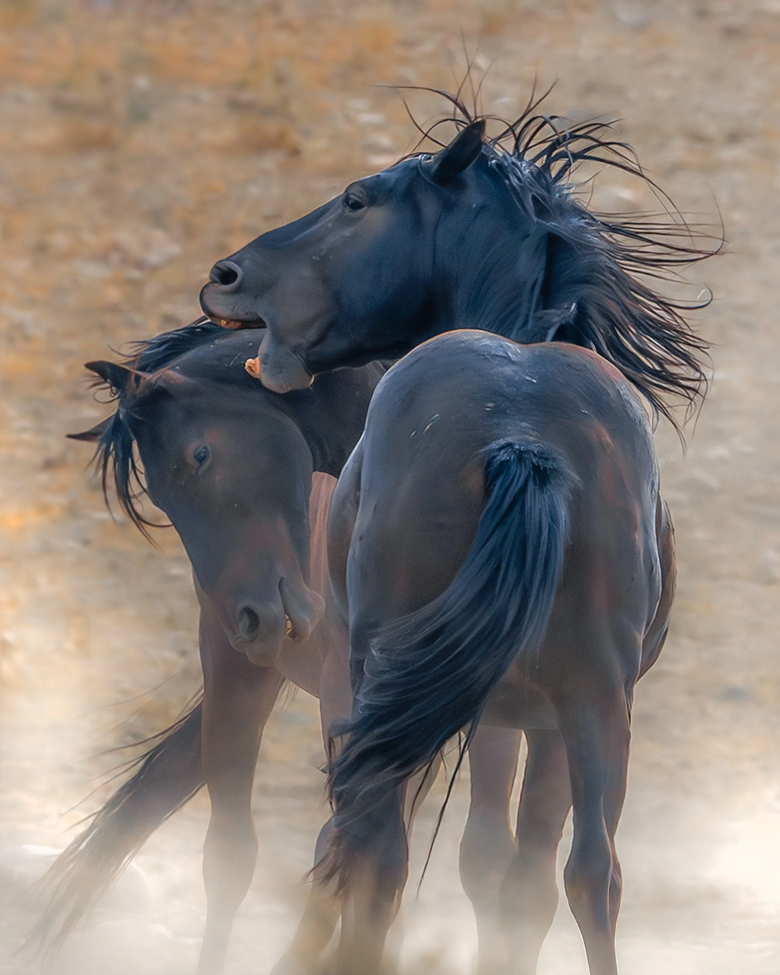 The Black Stallions