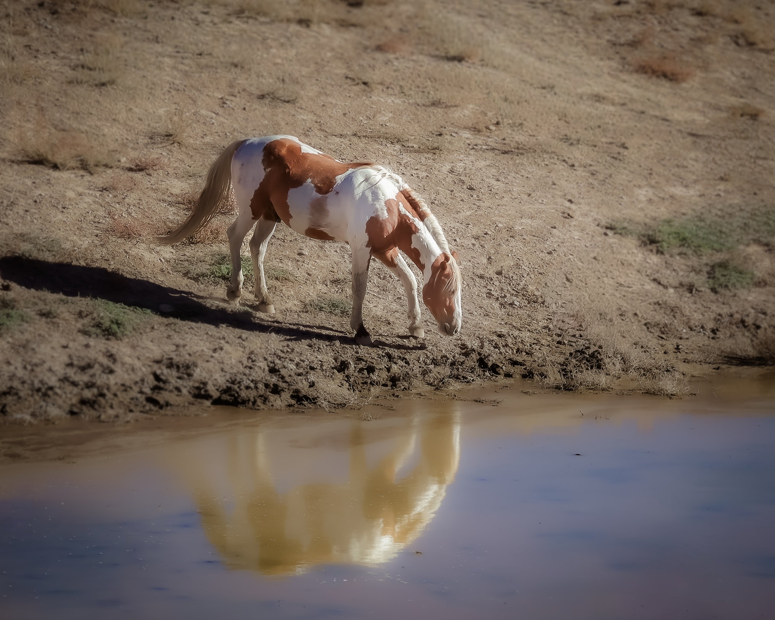 Desert Reflections