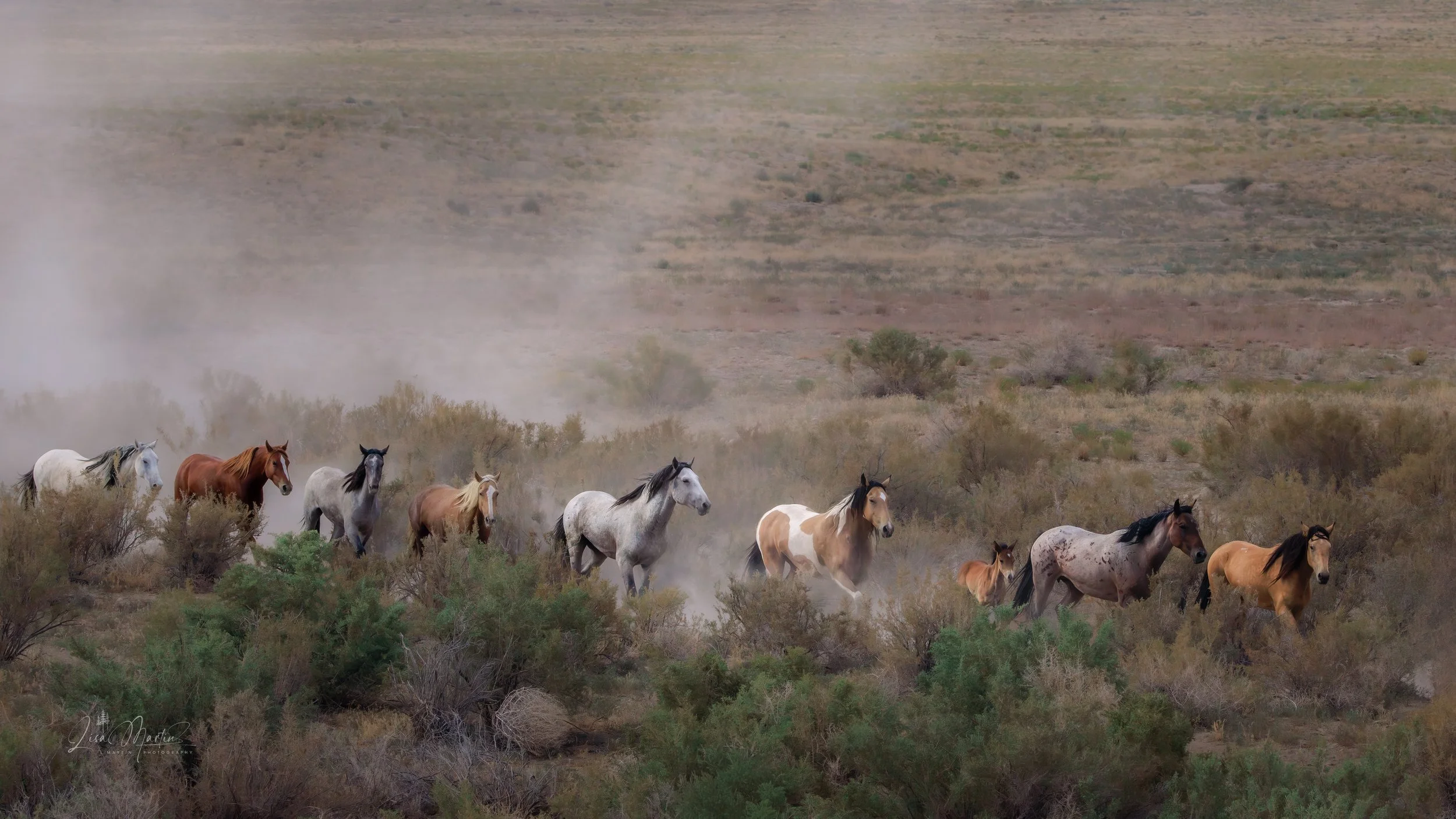 Untamed Souls - Onaqui Wild Mustangs
