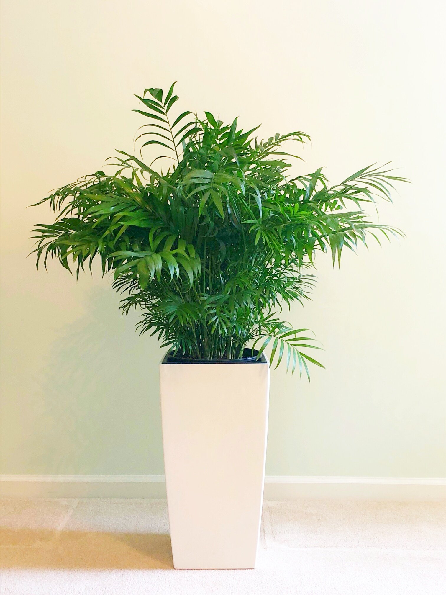 Neanthe Bella Palm