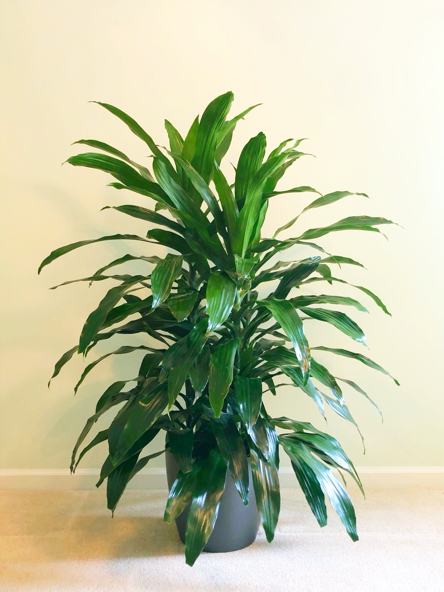 Dracaena Janet Craig