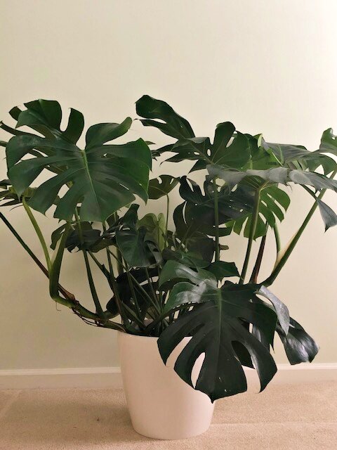 monstera.jpeg