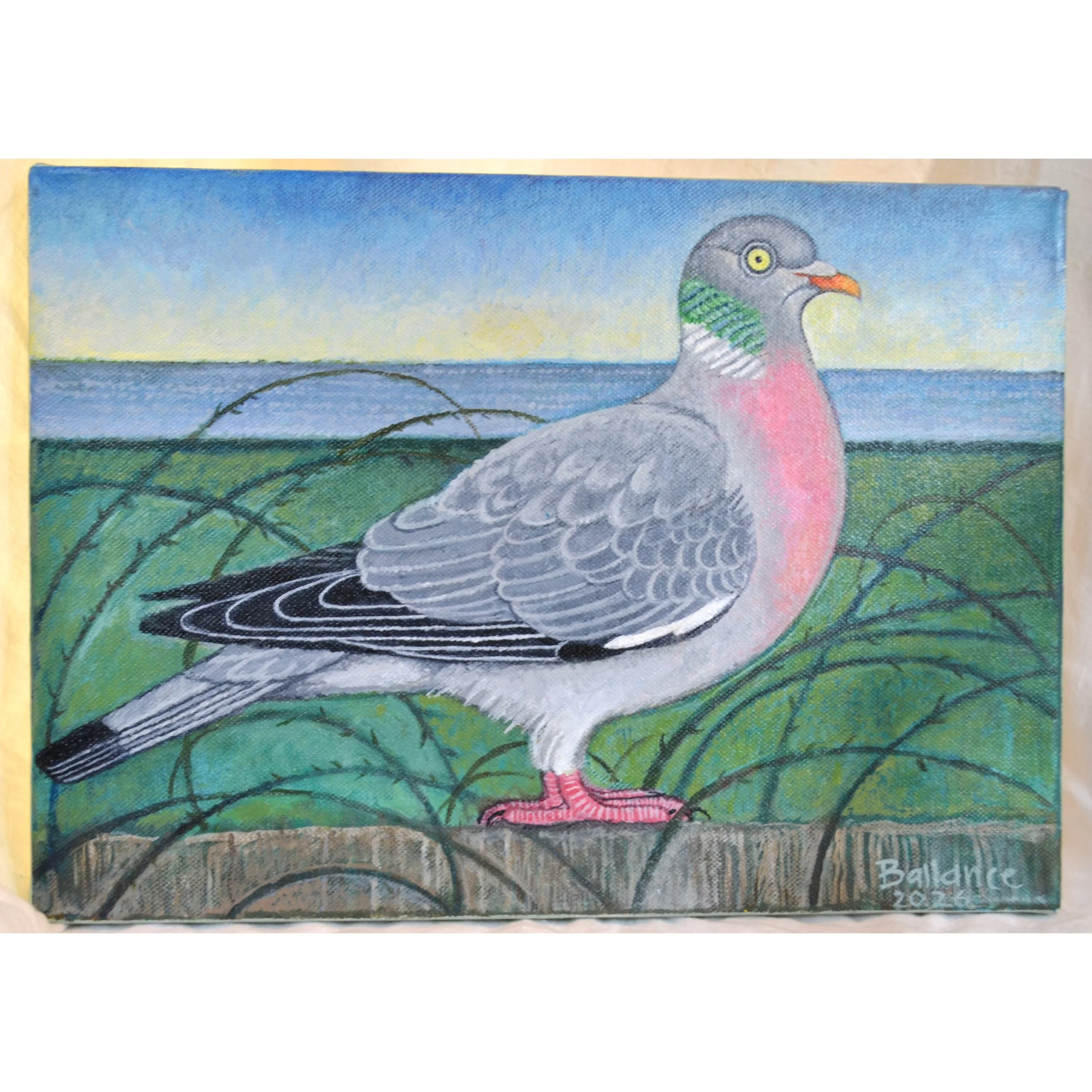 wood pigeon 2 MIL.JPG