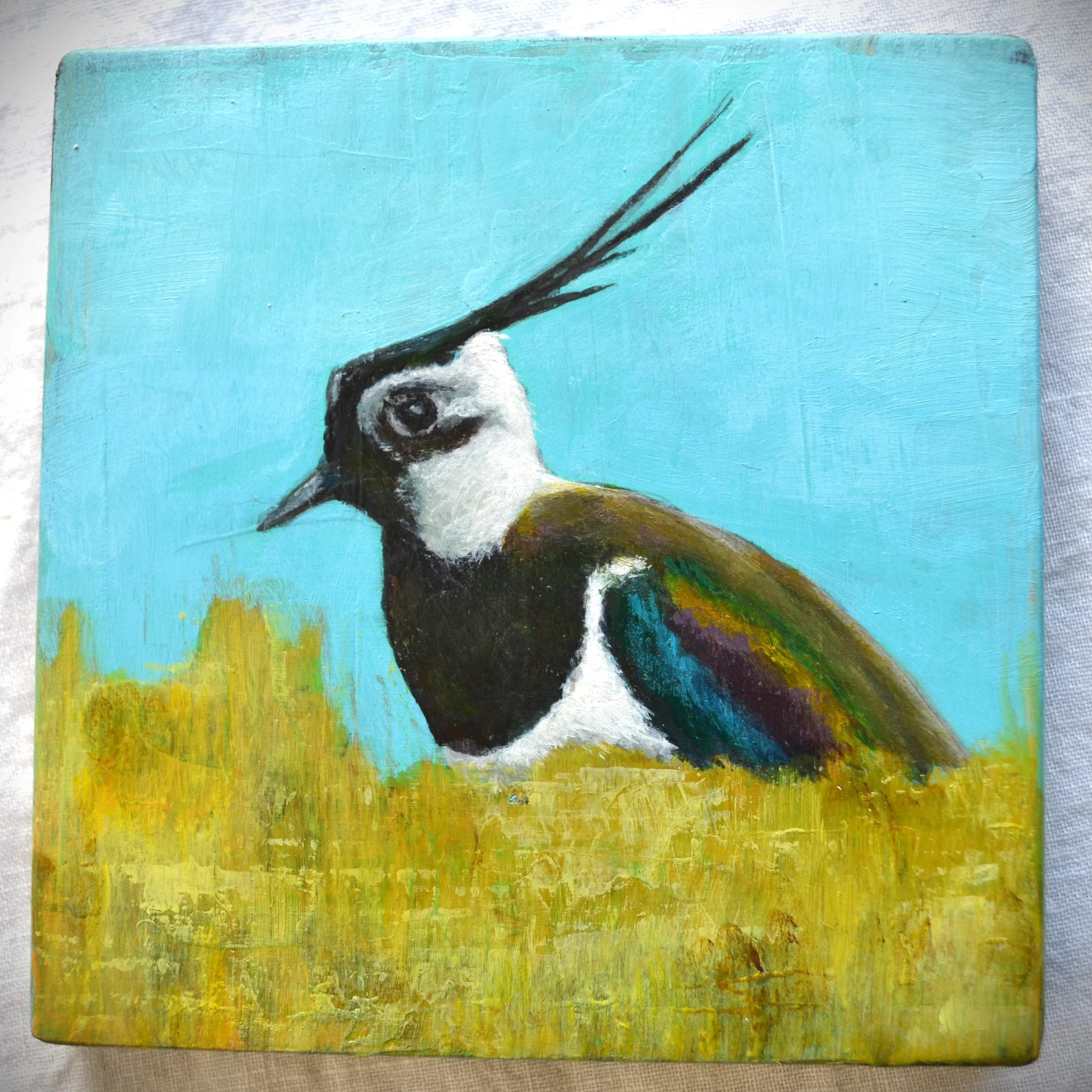 lapwing 2.jpg