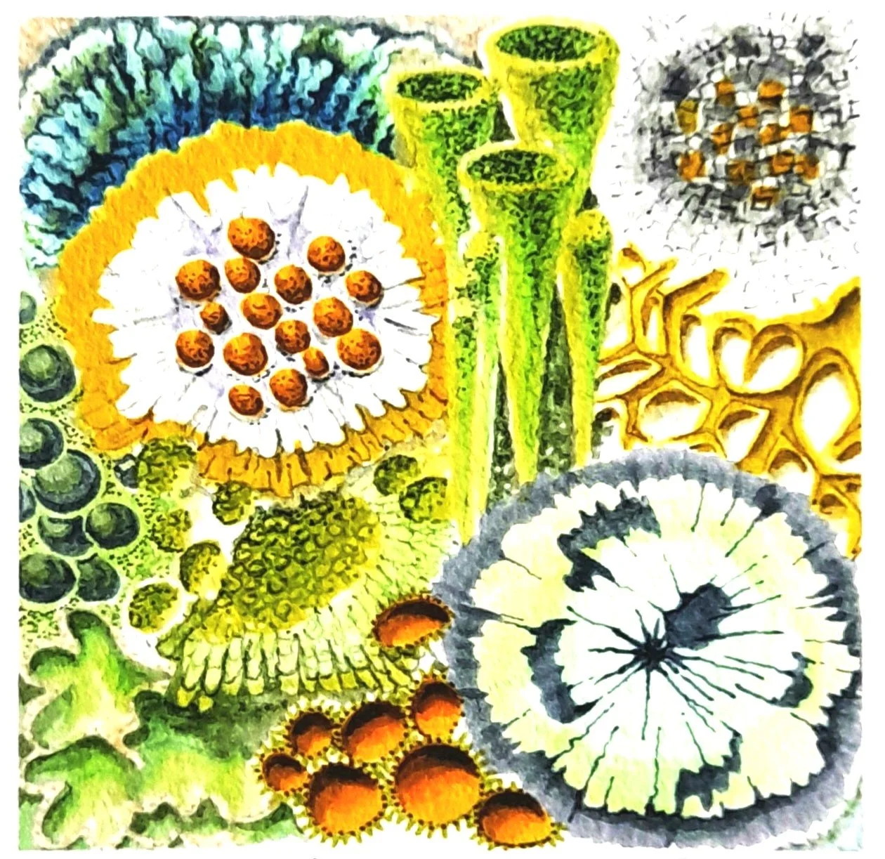 PTA pic Lichen print by Peta.jpg