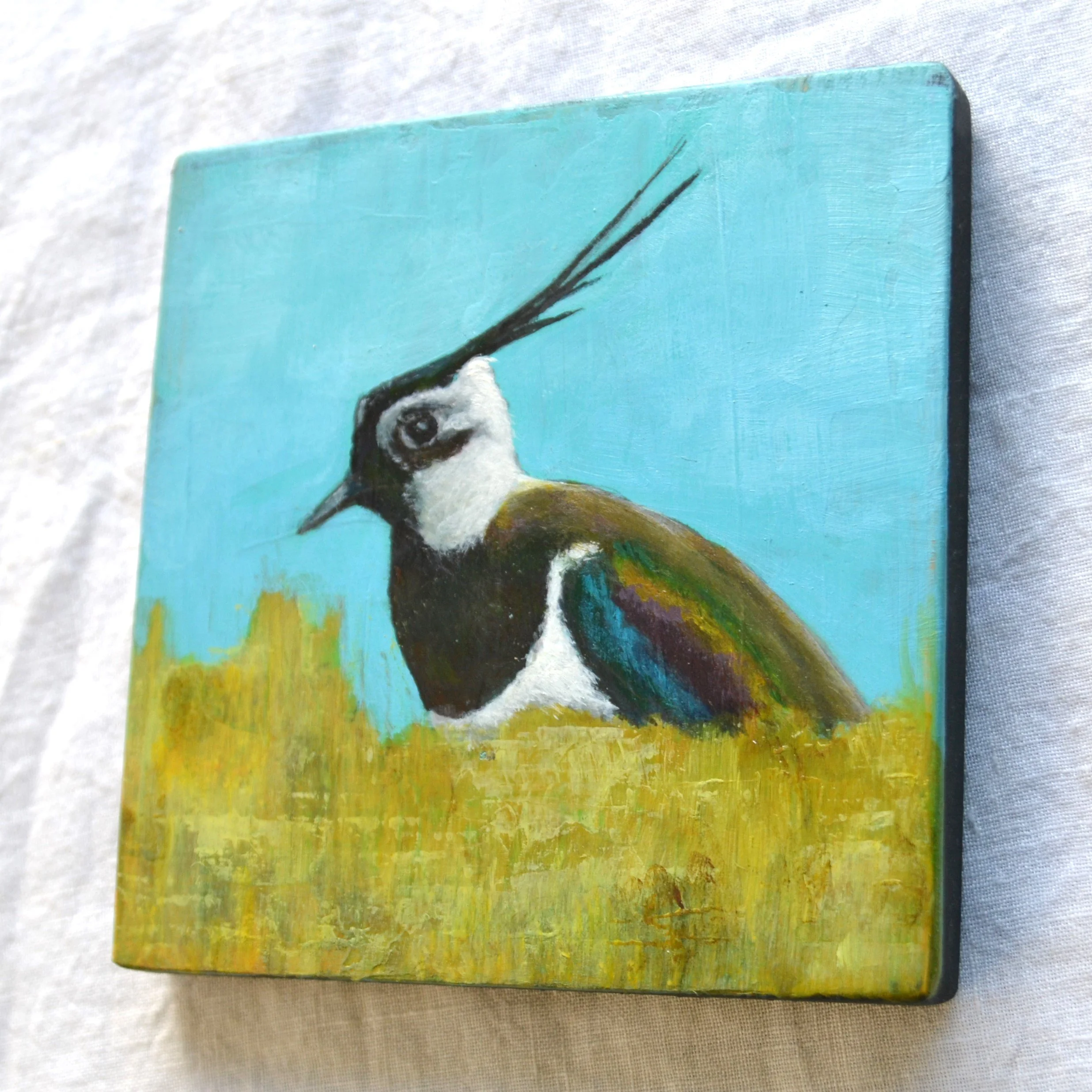 lapwing 1.jpg