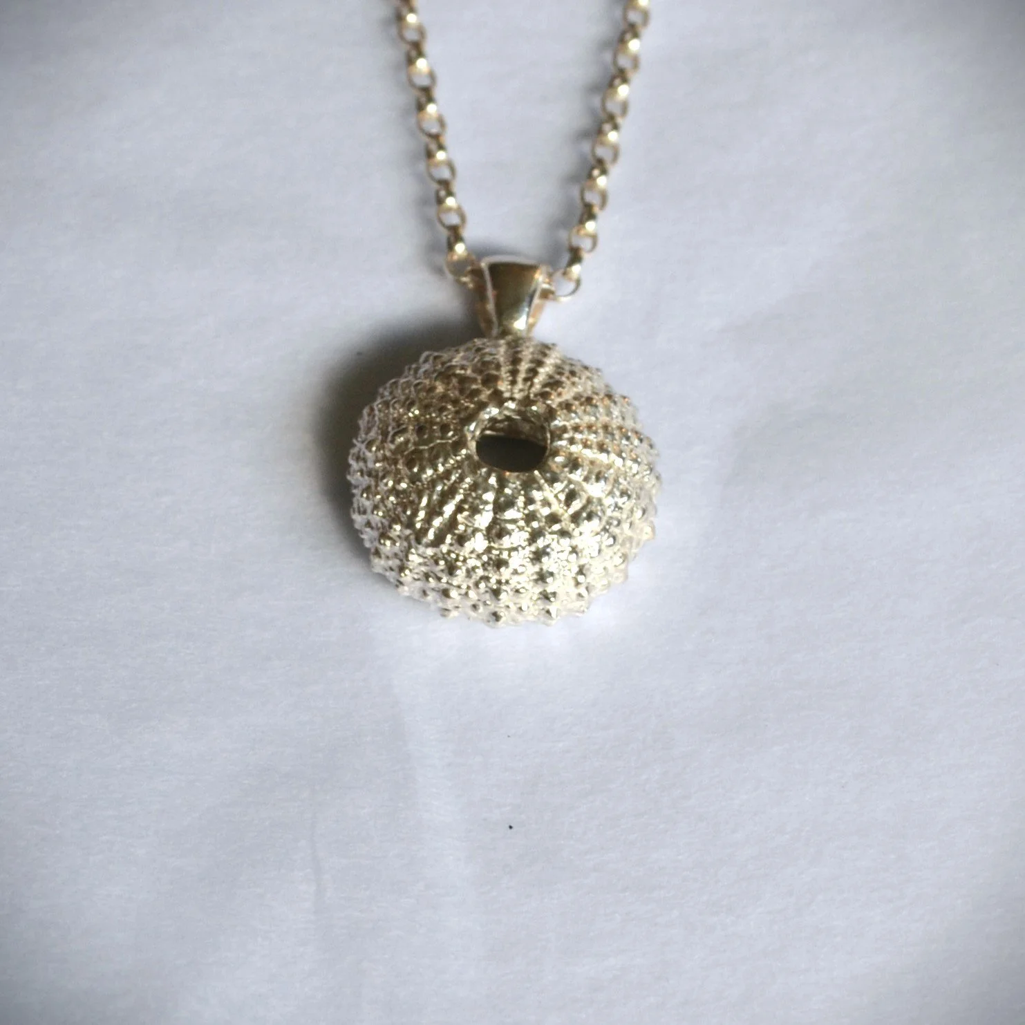 sea urchin p 3.jpg