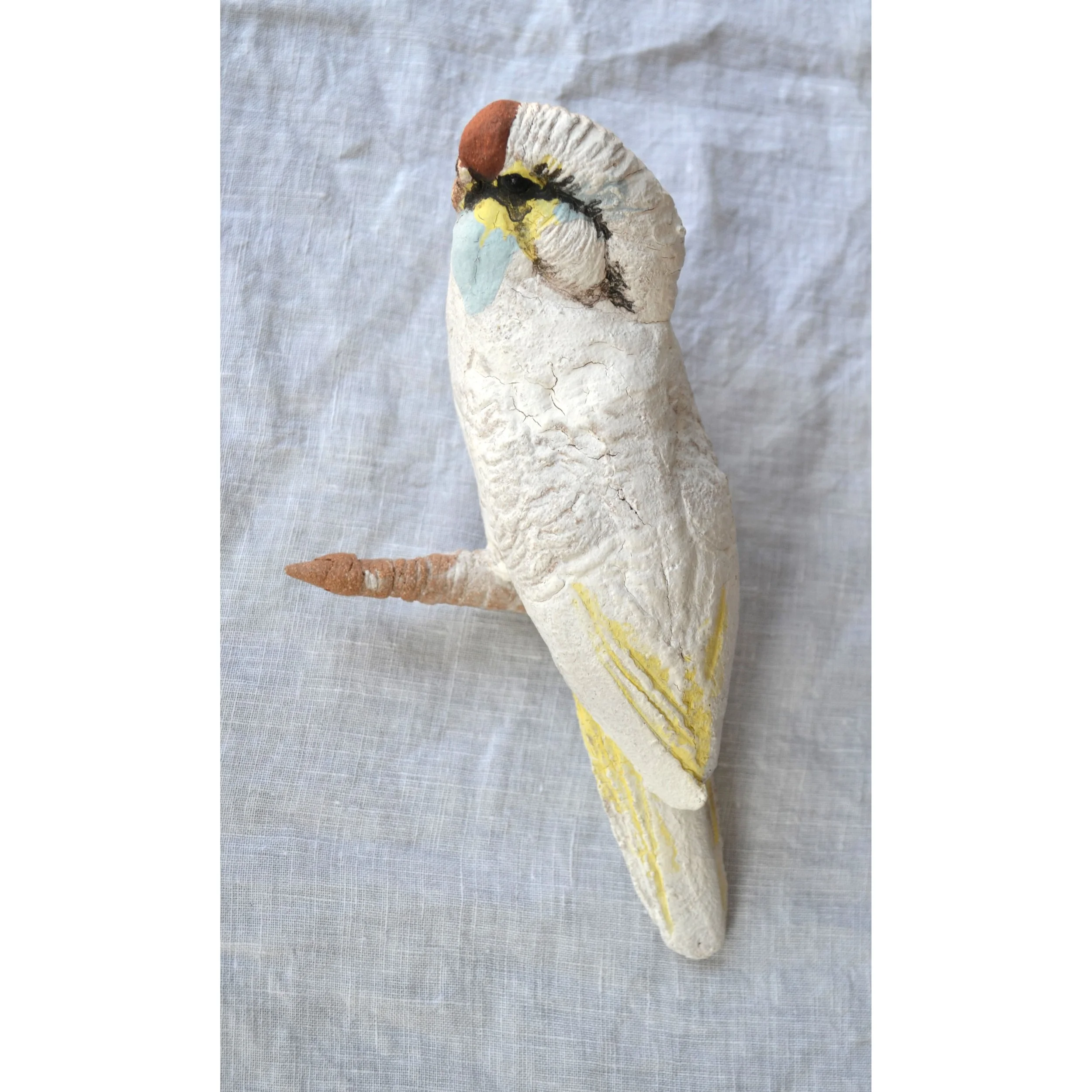 budgie 2.JPG