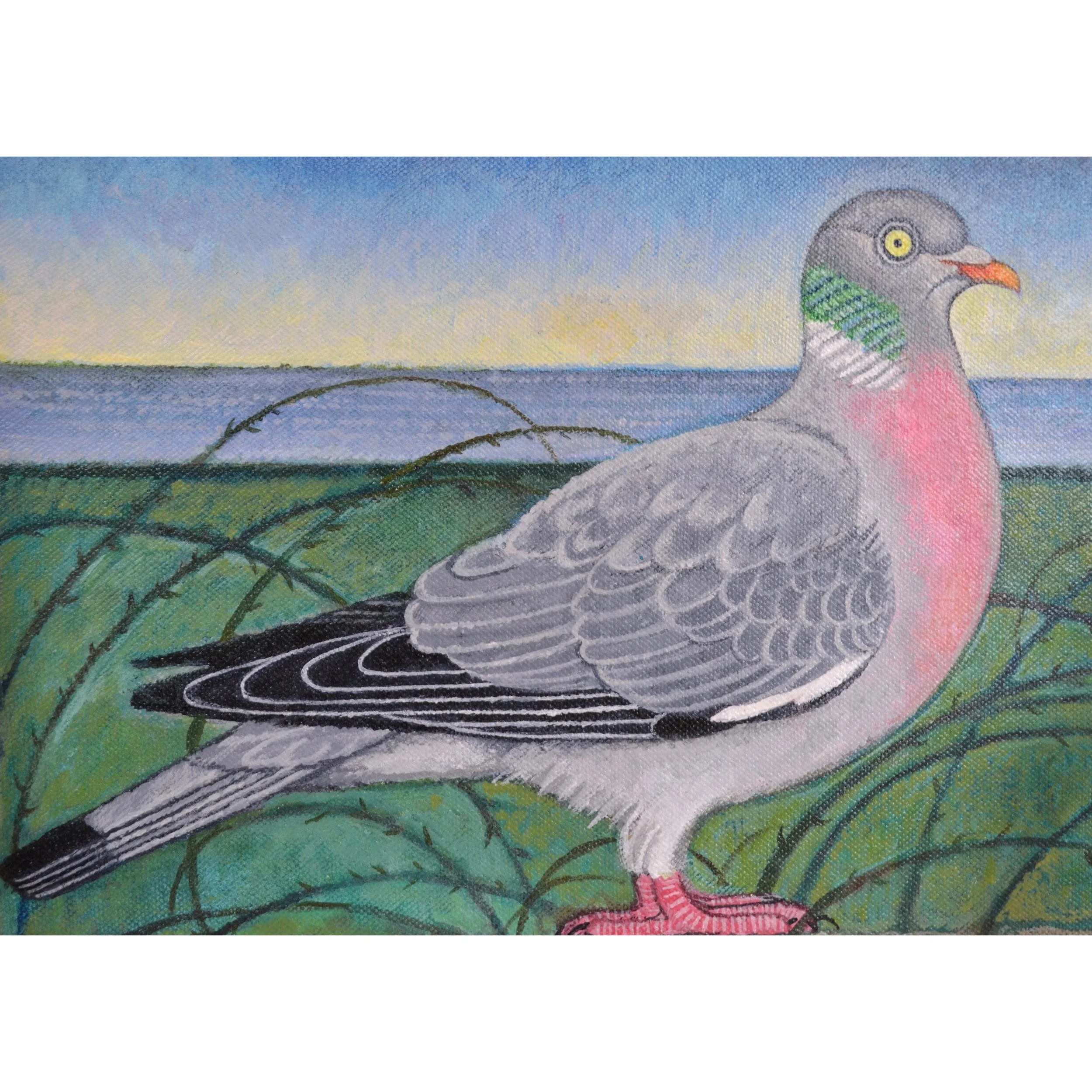 wood pigeon 1 MIL.JPG