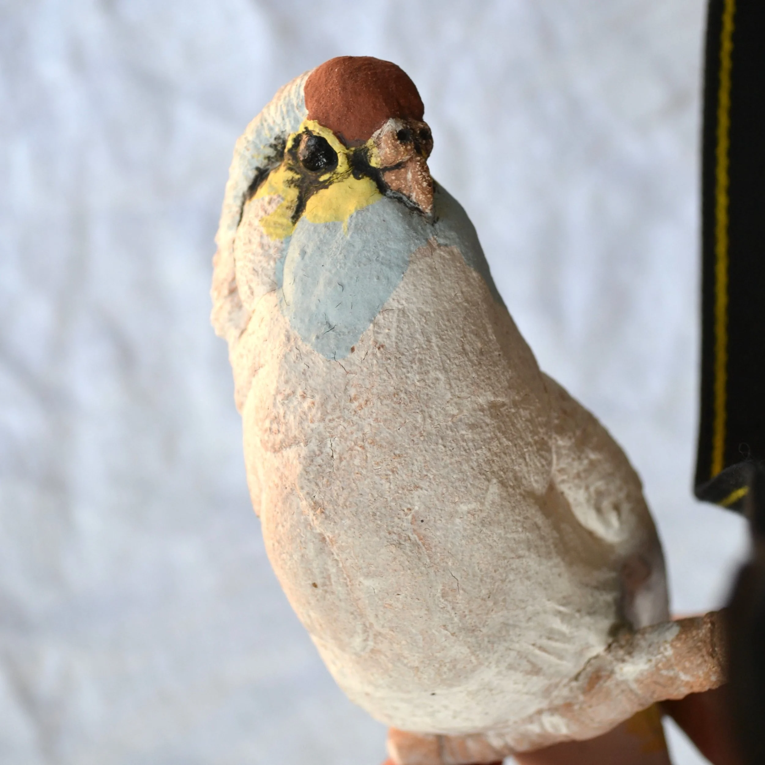 budgie 3.JPG