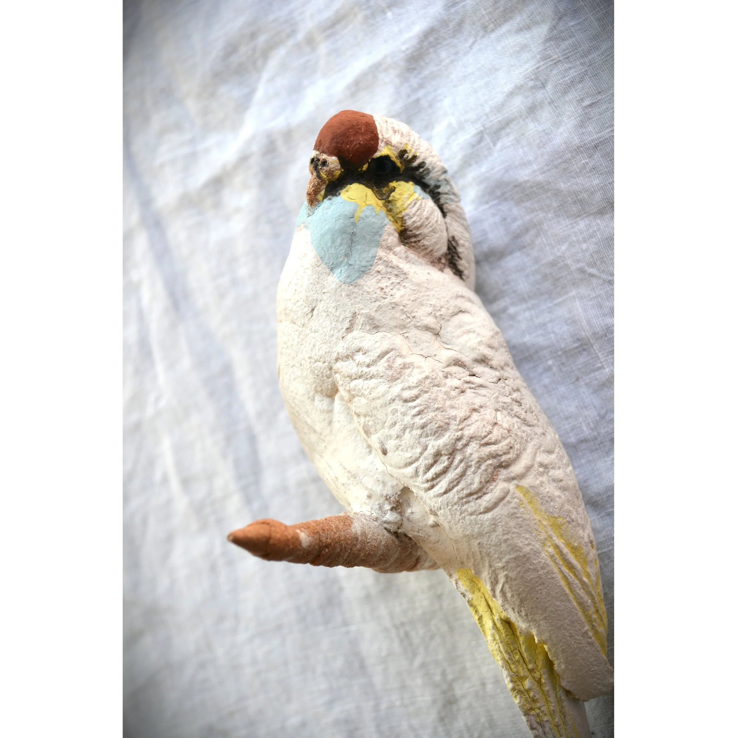 budgie 1.JPG