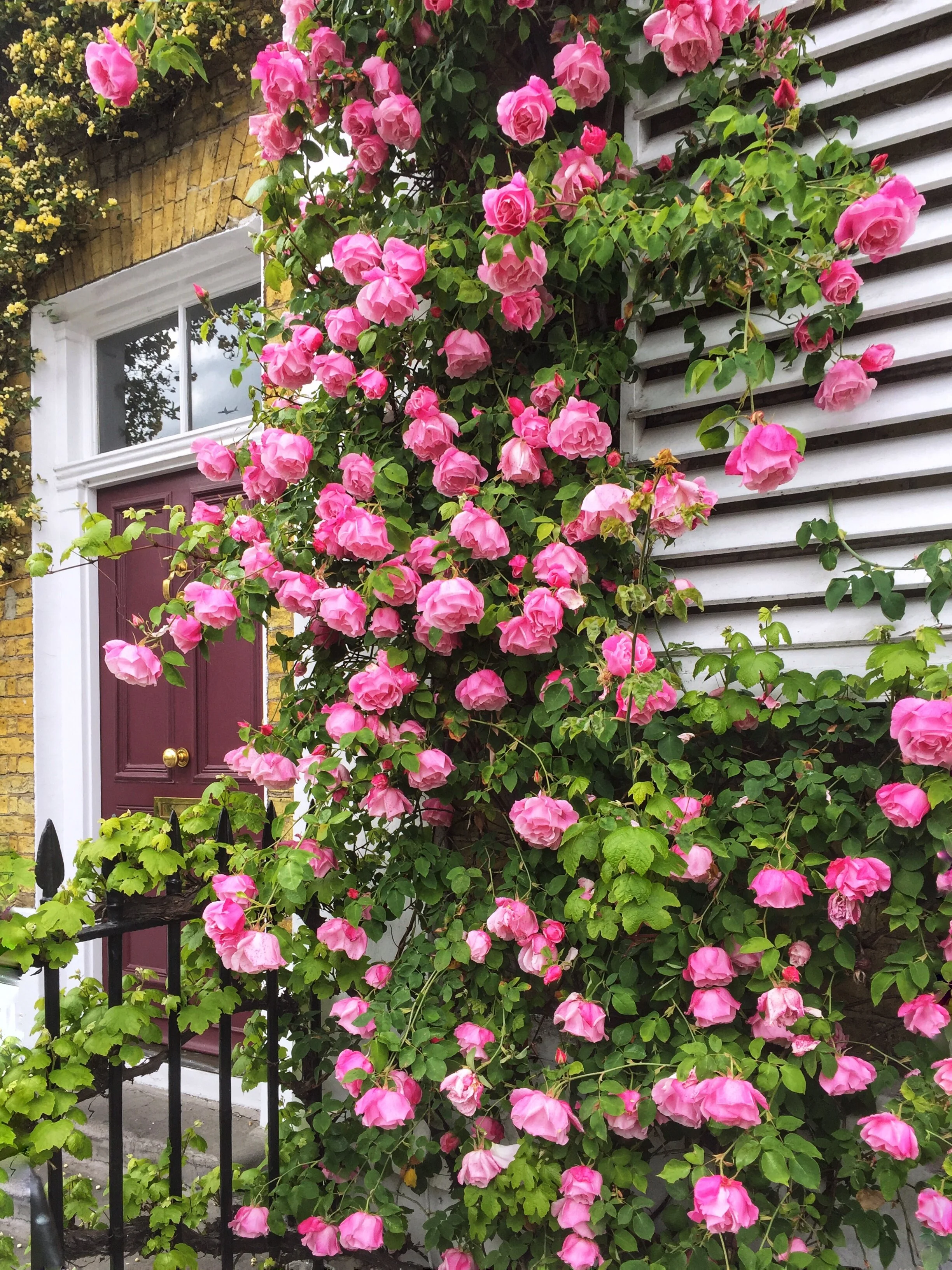 London in Bloom II