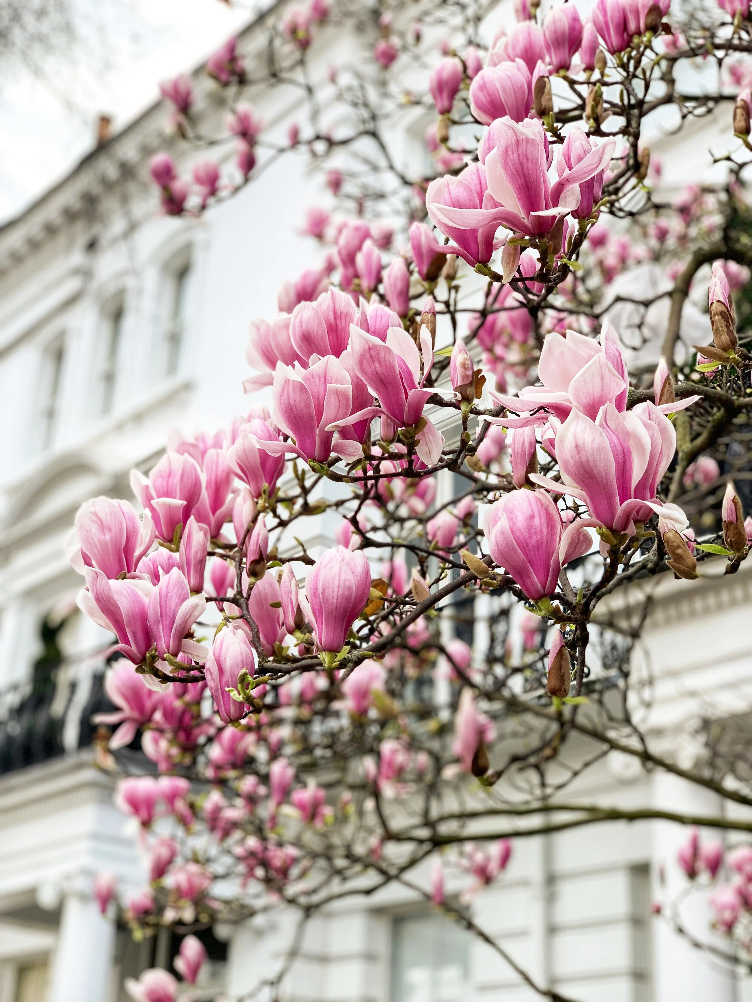 London in Bloom I