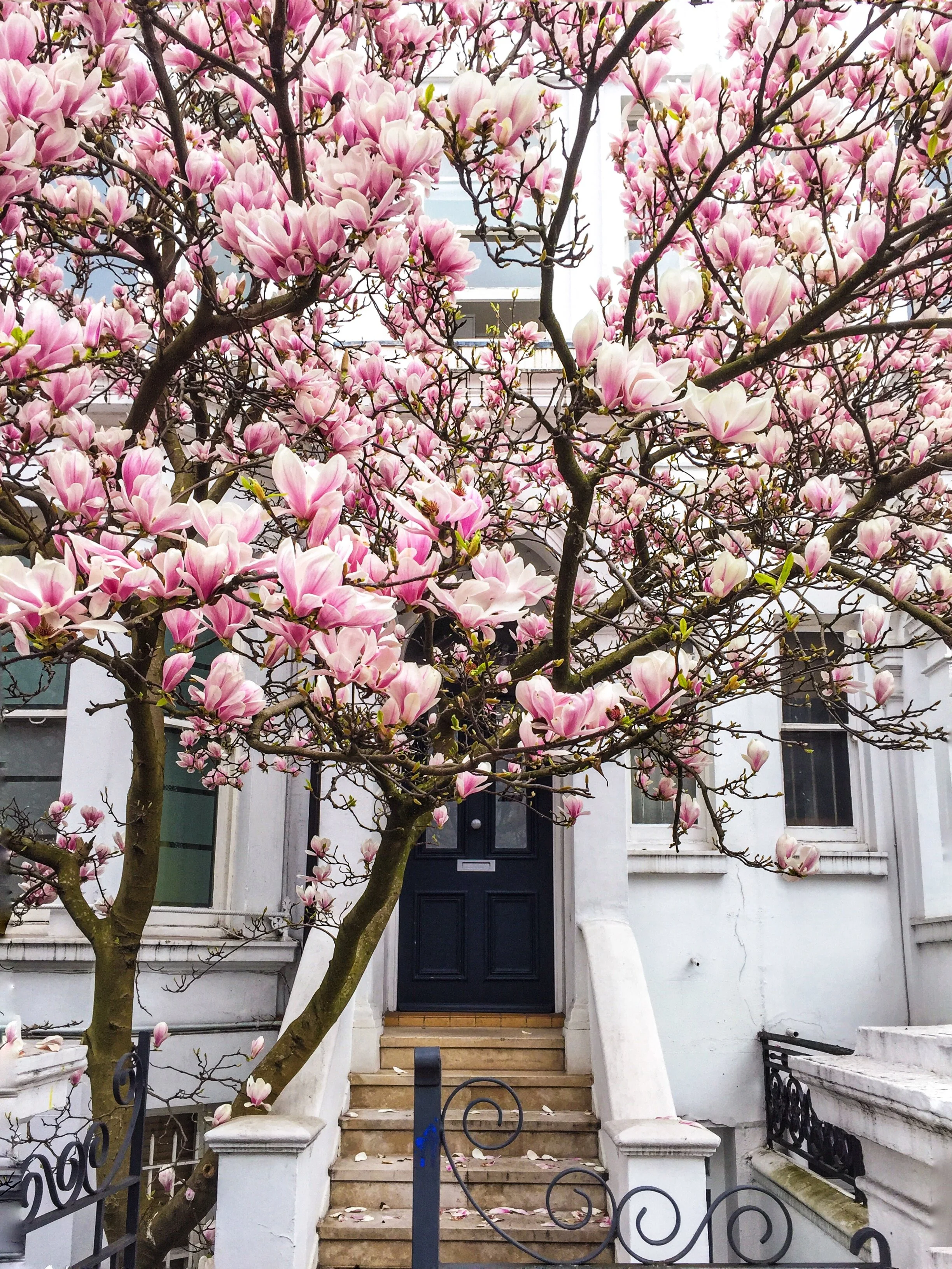 London in Bloom I