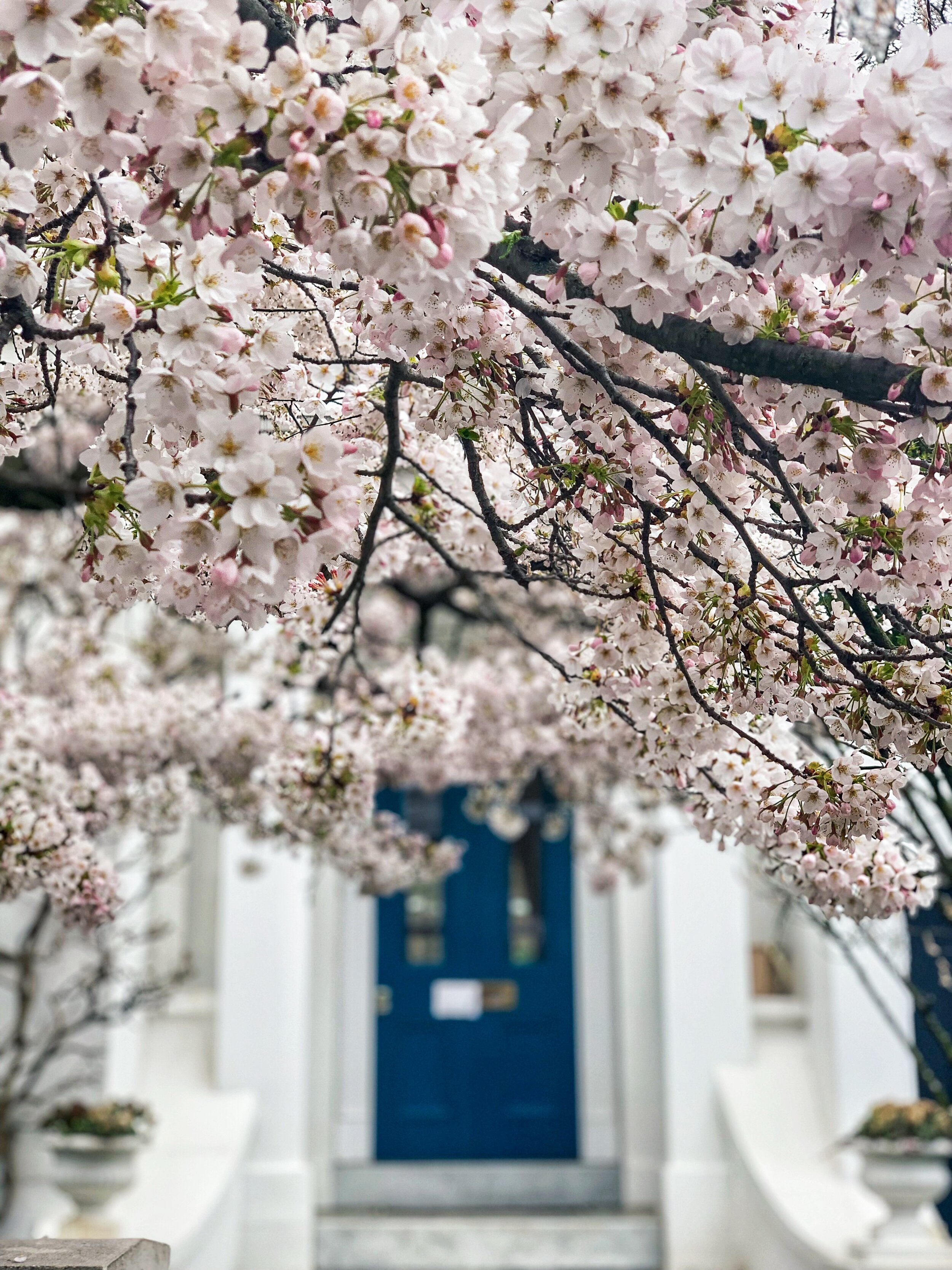 London in Bloom I