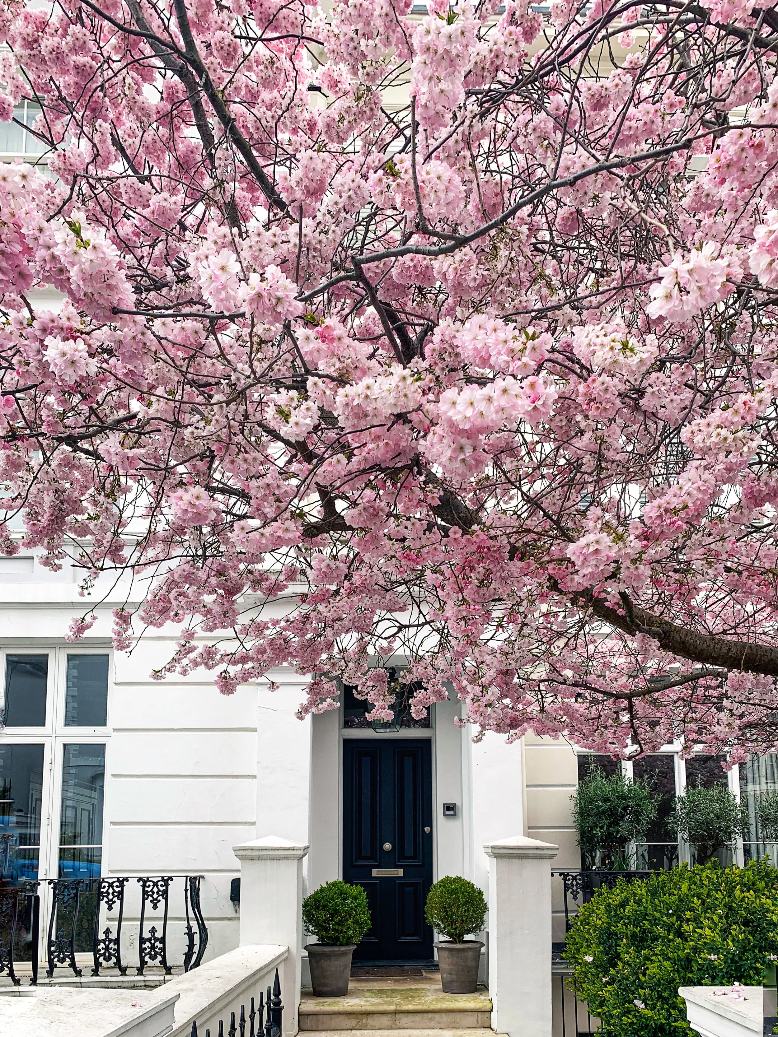 London in Bloom II