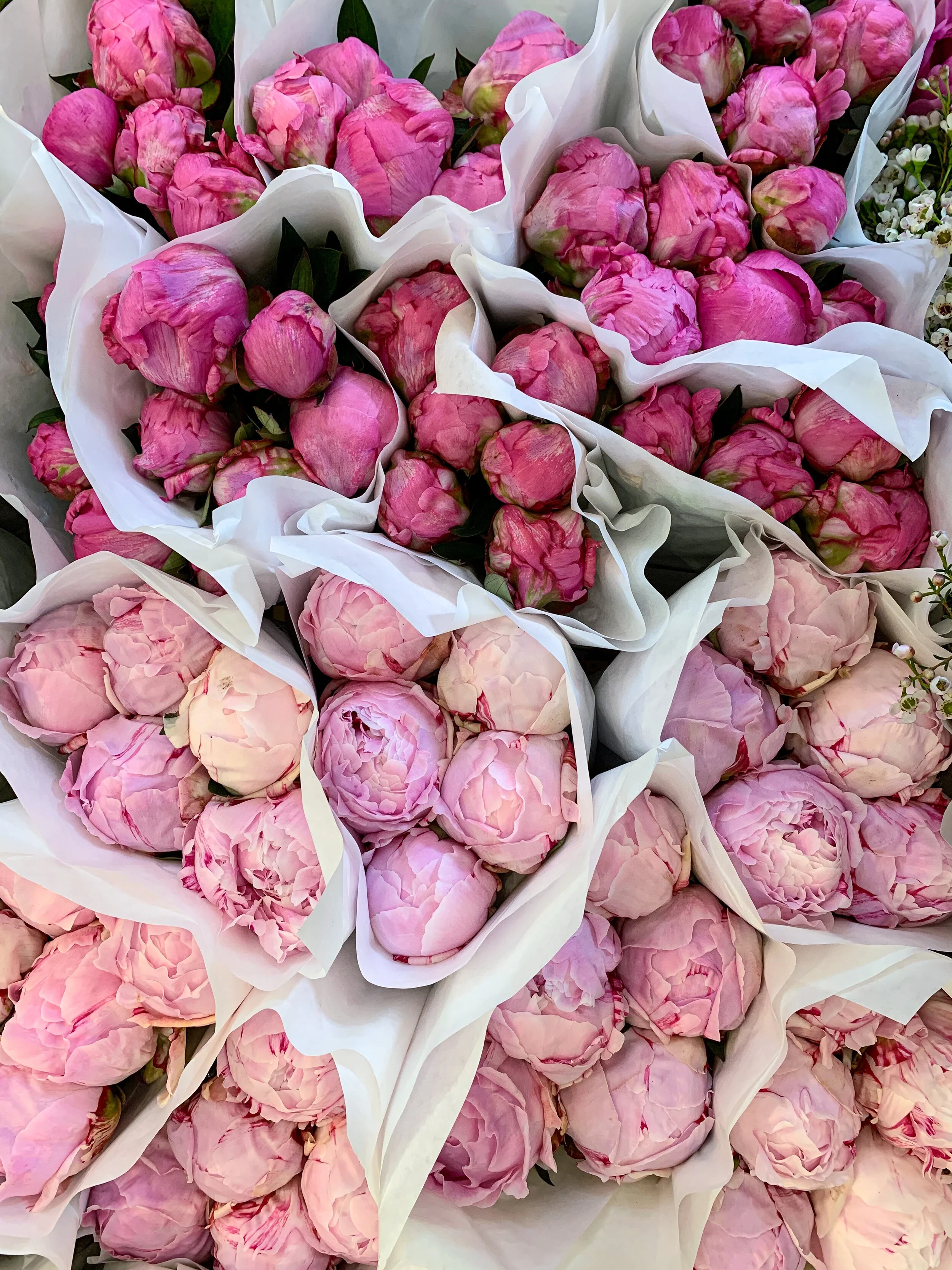 A Sea of Peonies