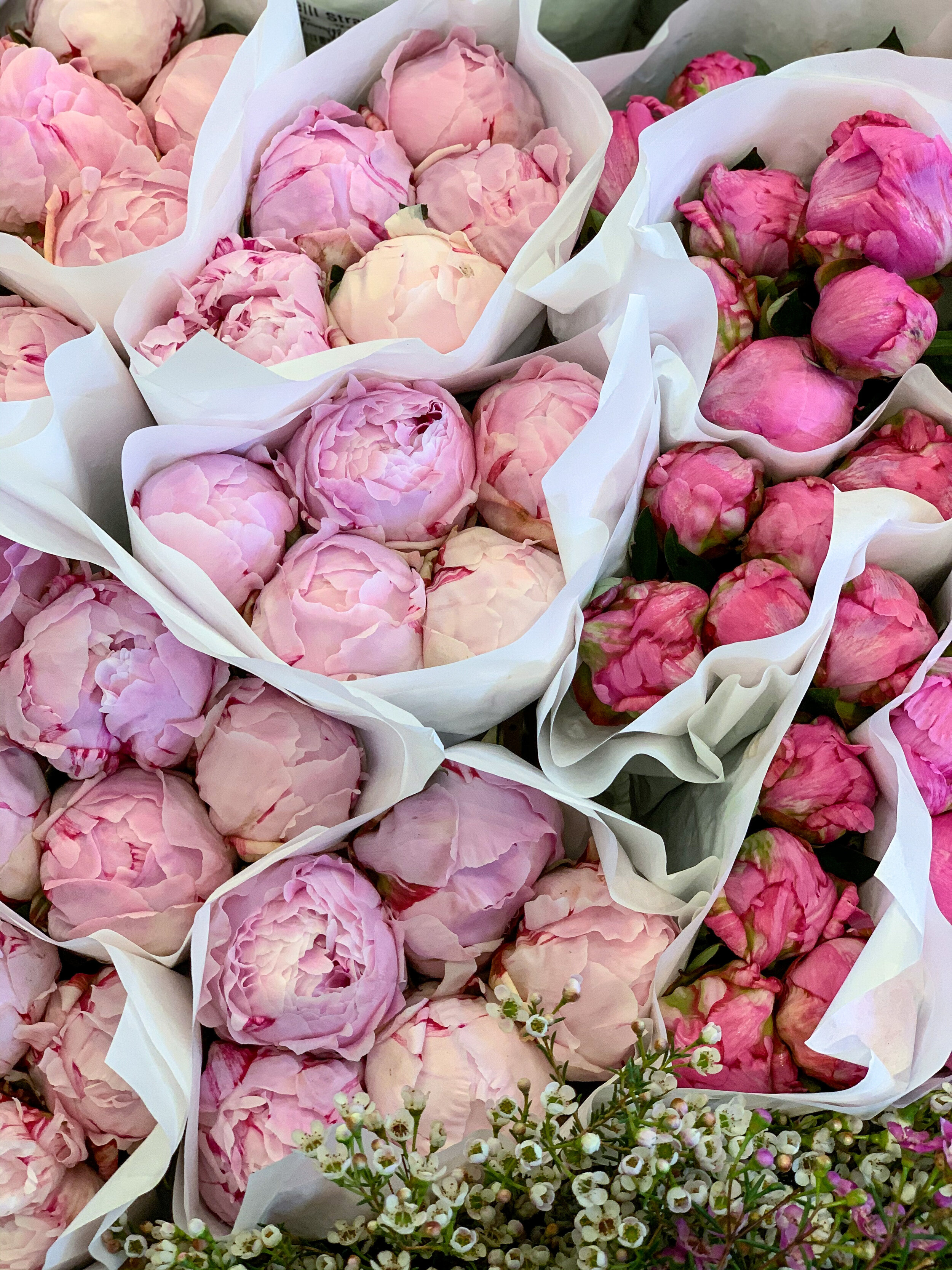 A Sea of Peonies