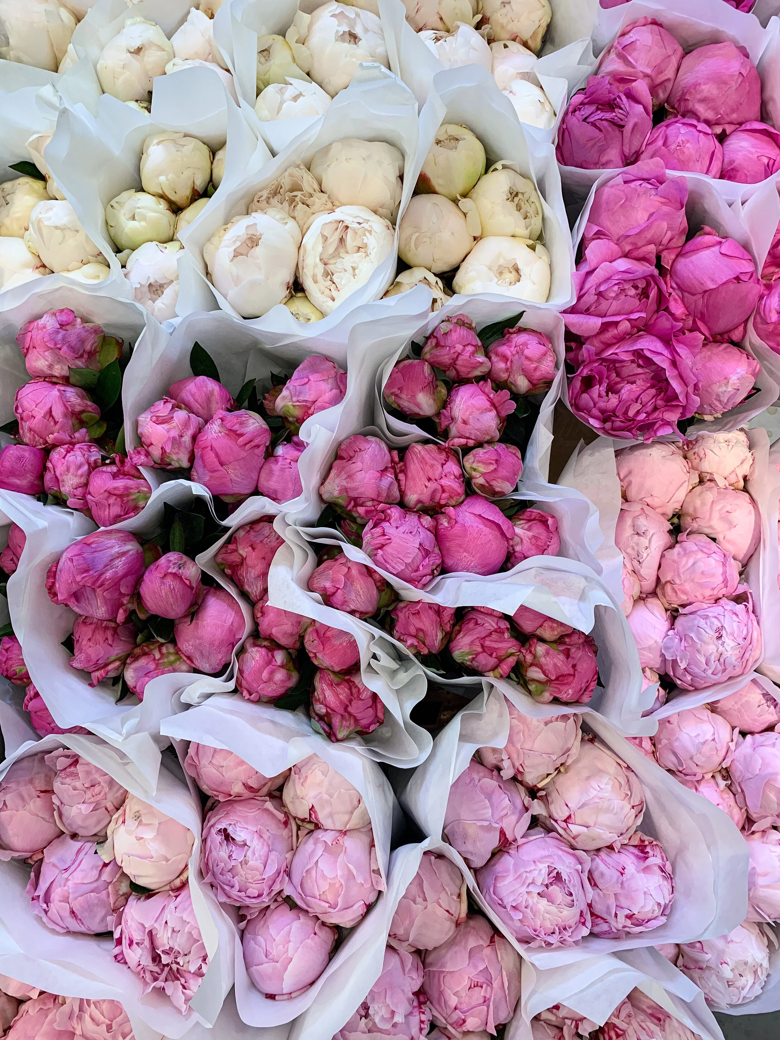 A Sea of Peonies
