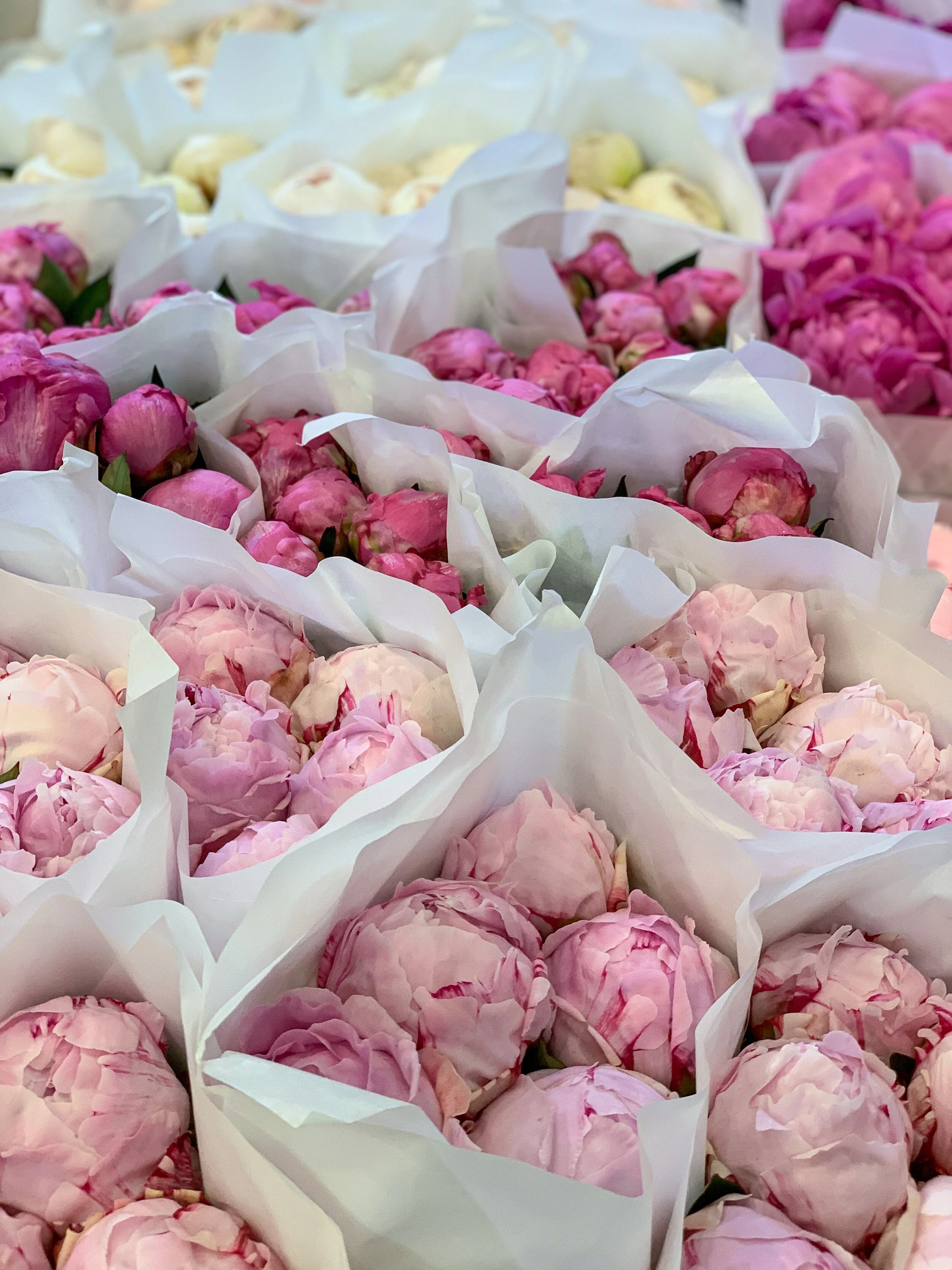 A Sea of Peonies