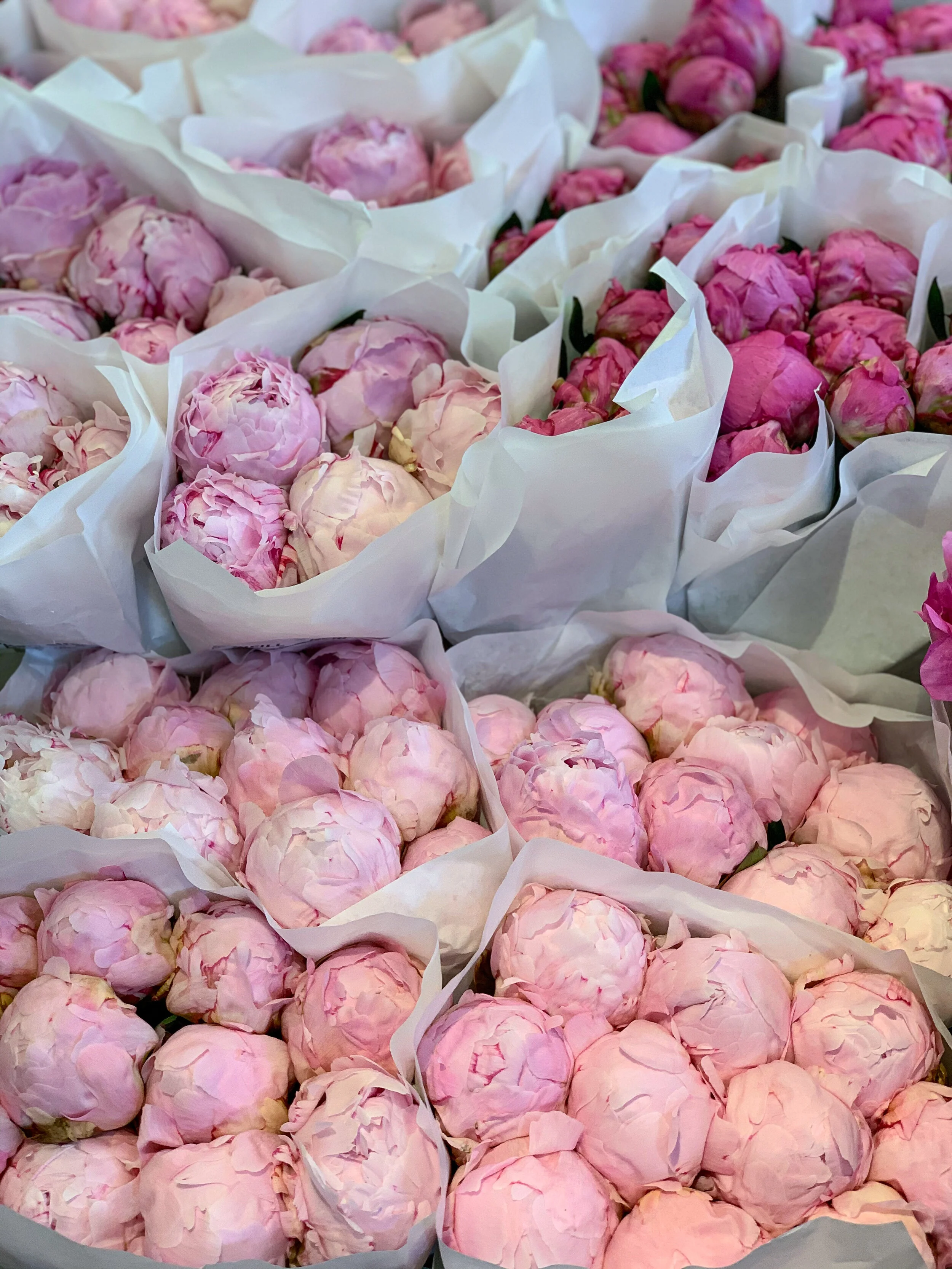 A Sea of Peonies