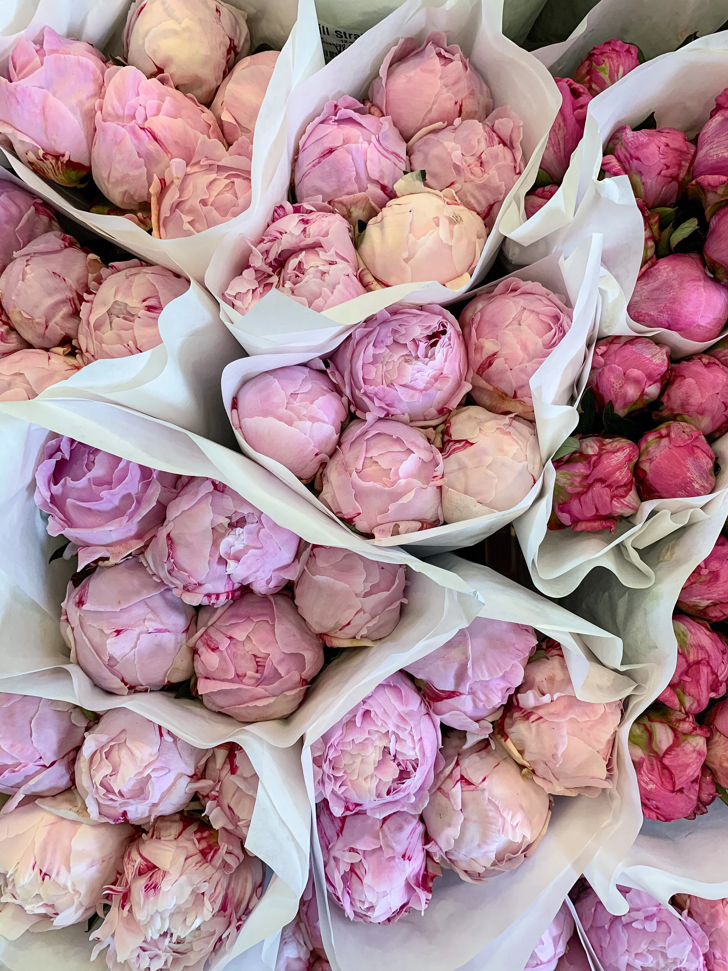 A Sea of Peonies