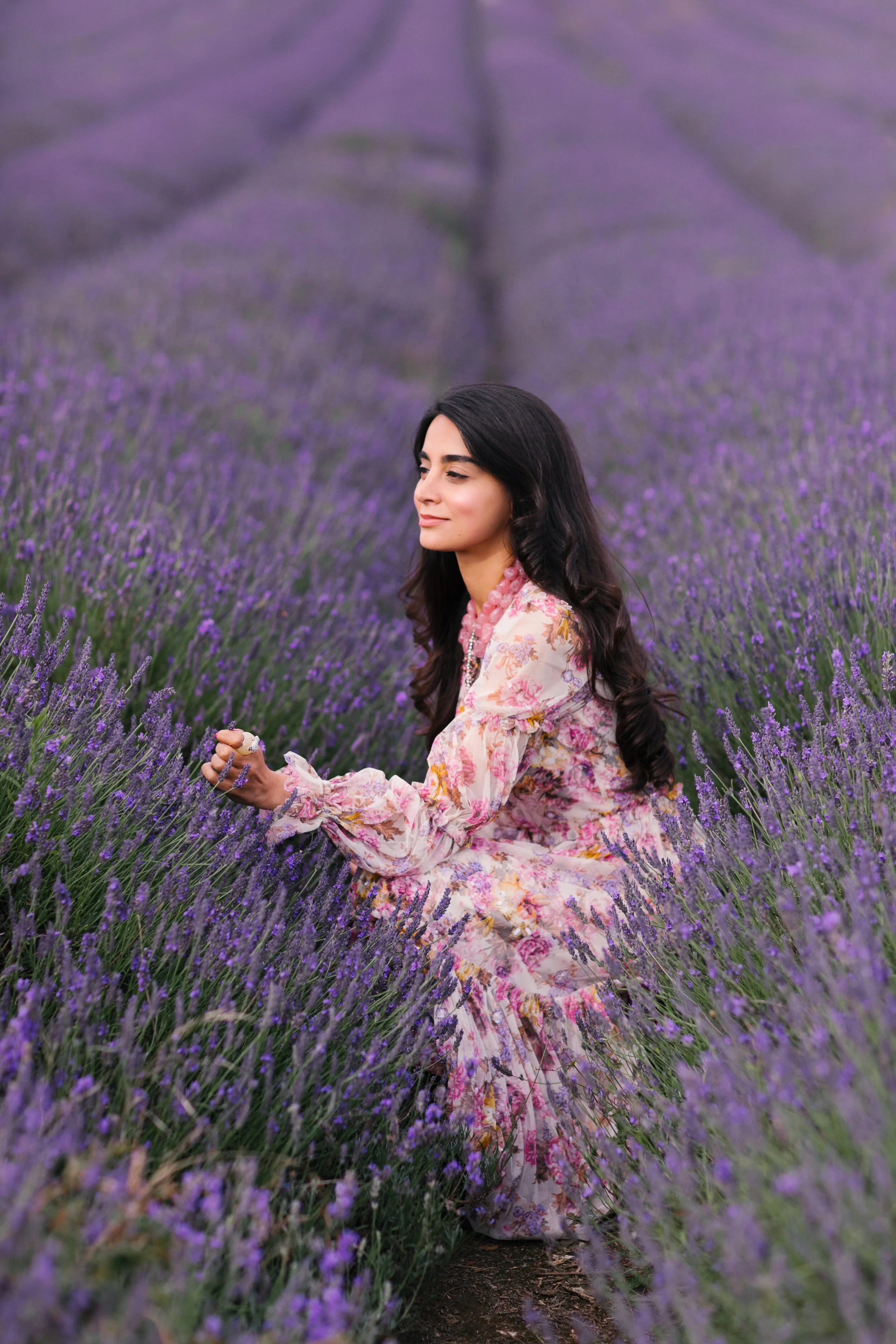 Gulshan London Lavender Fields