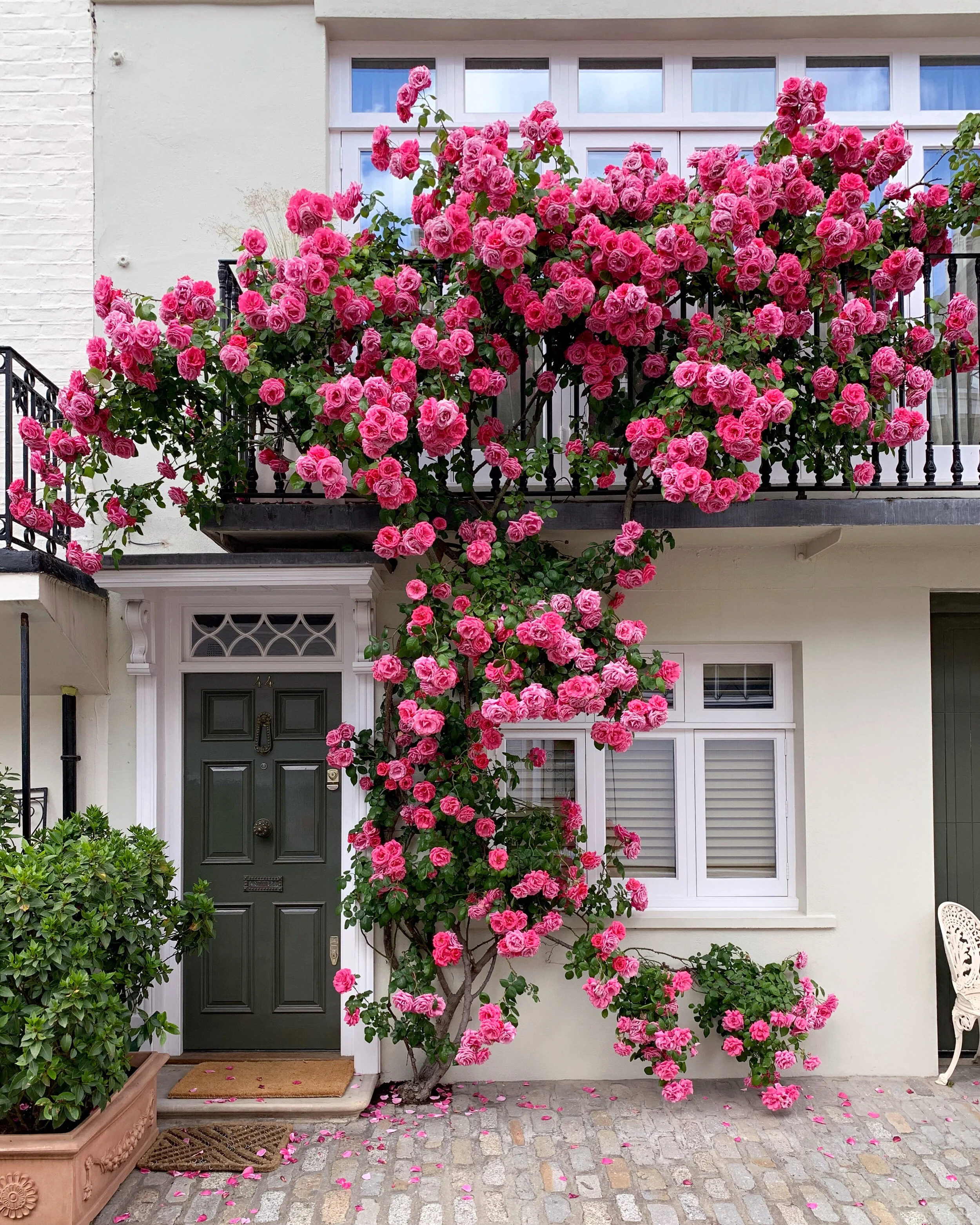 An Abundance of Roses