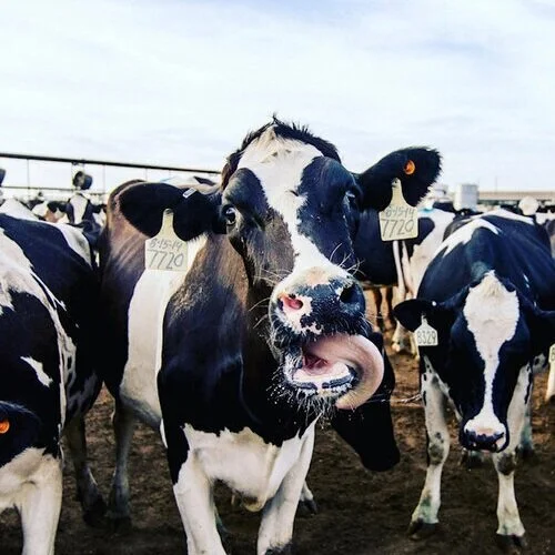 dairy.jpeg