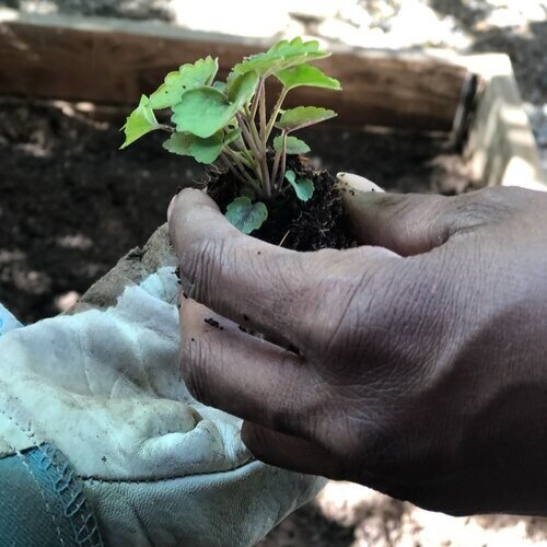food sovereignty .jpeg